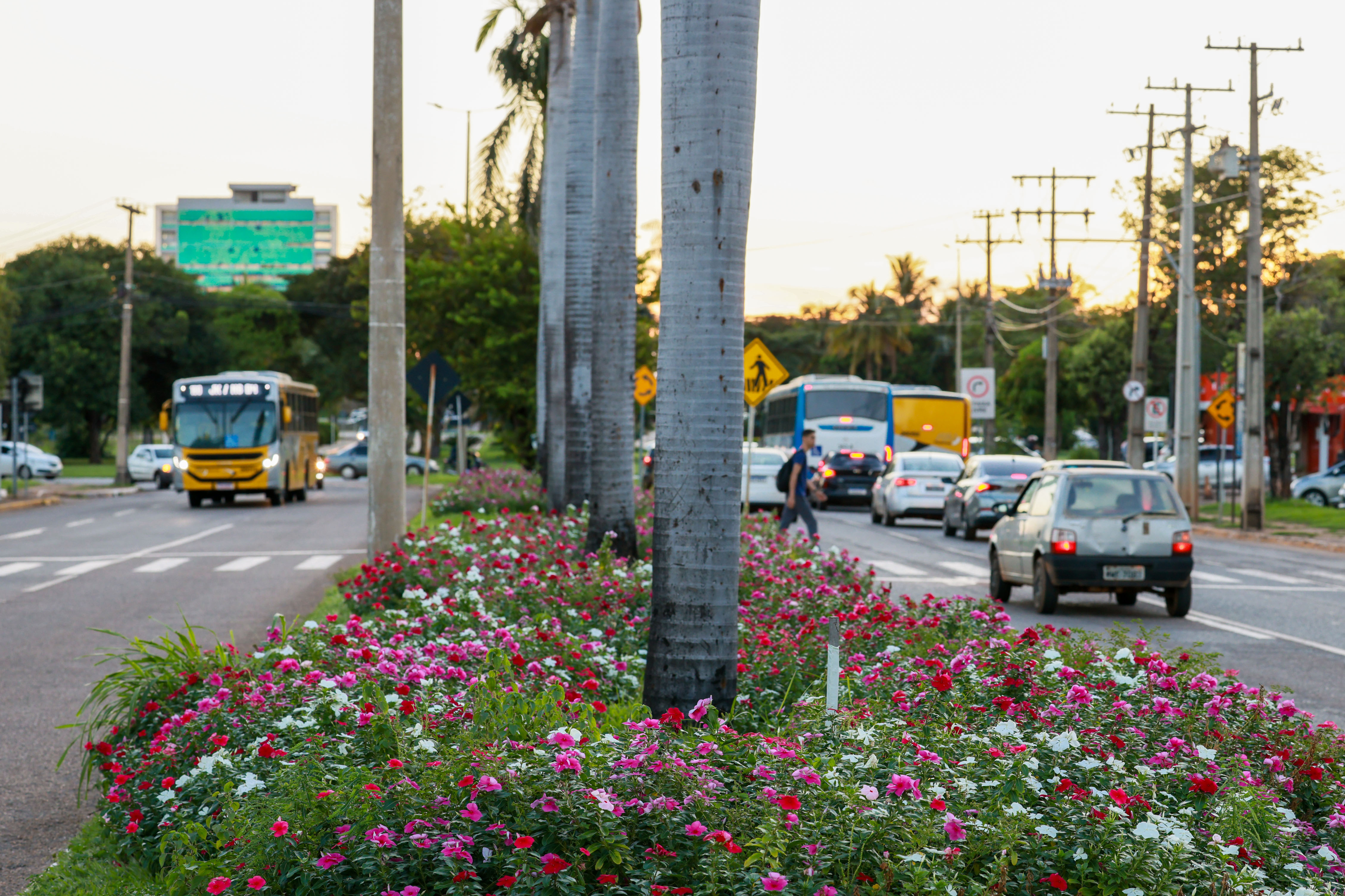 Canteiro da Av.Jk - Foto Lia Mara (3)