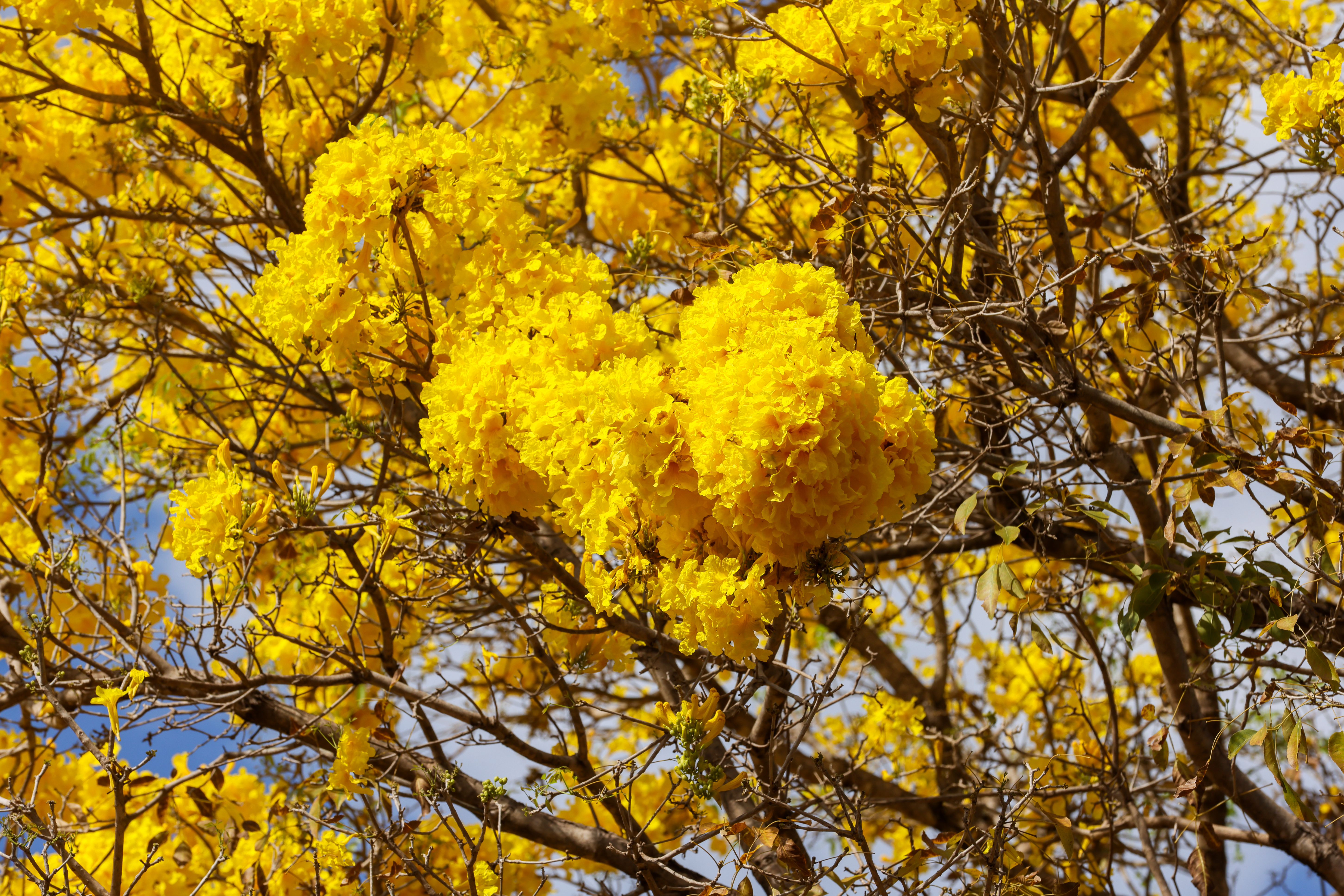 Ipê amarelo - Lia Mara (12)