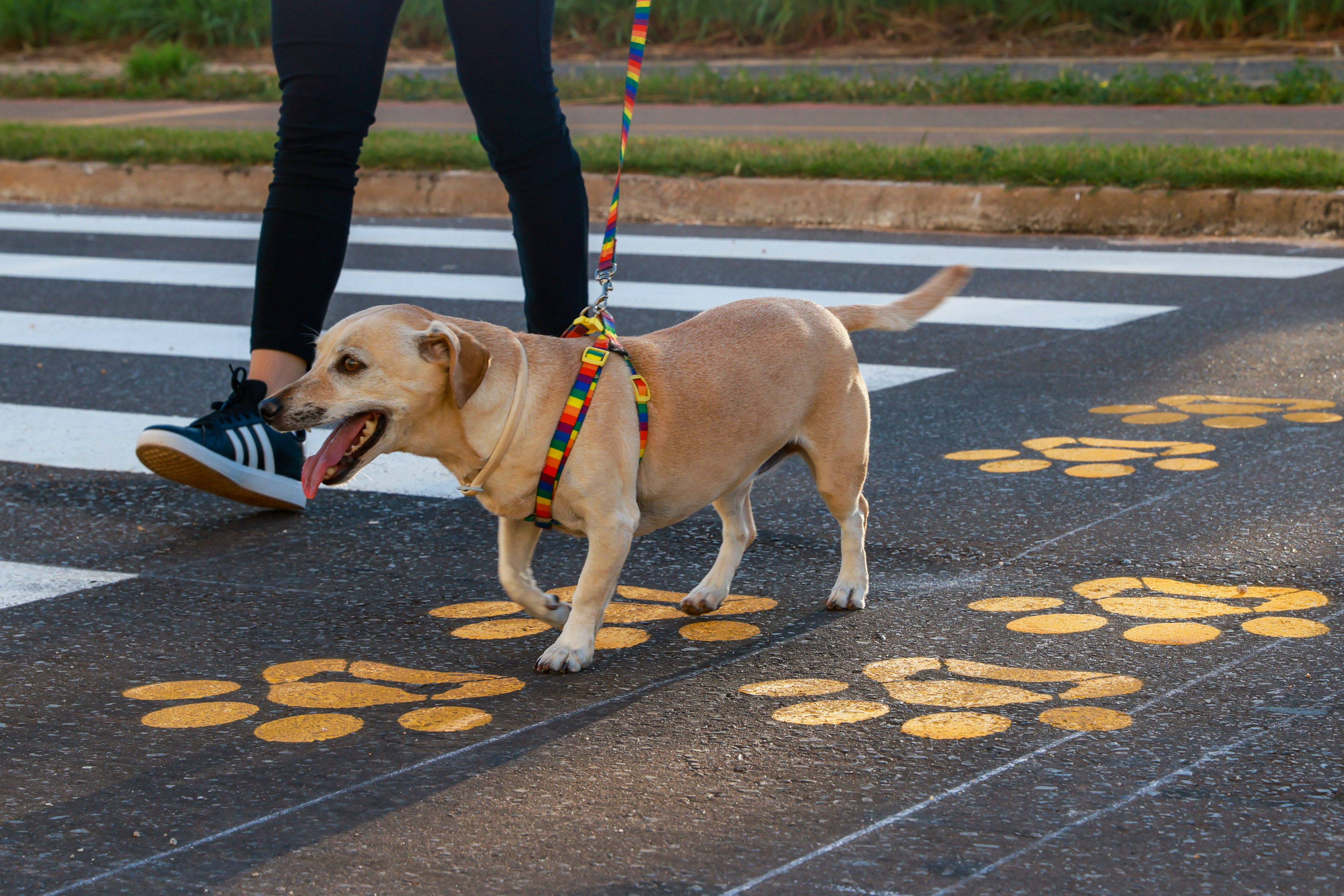 PataDestre faixa travessia de animais - Foro Lia Mara  (19)