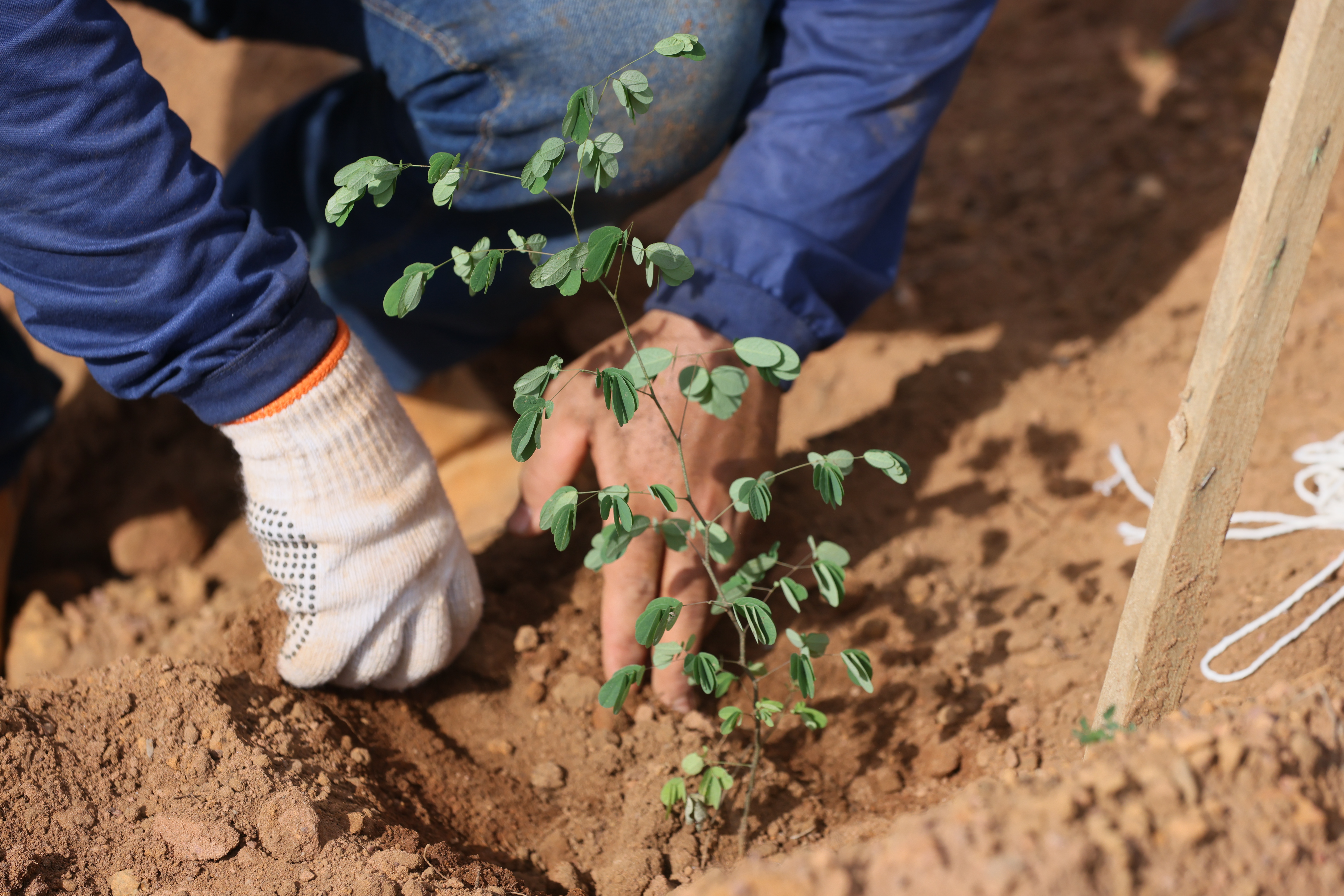 Plantio mudas Av. Siqueira Campos - Lia Mara (23)