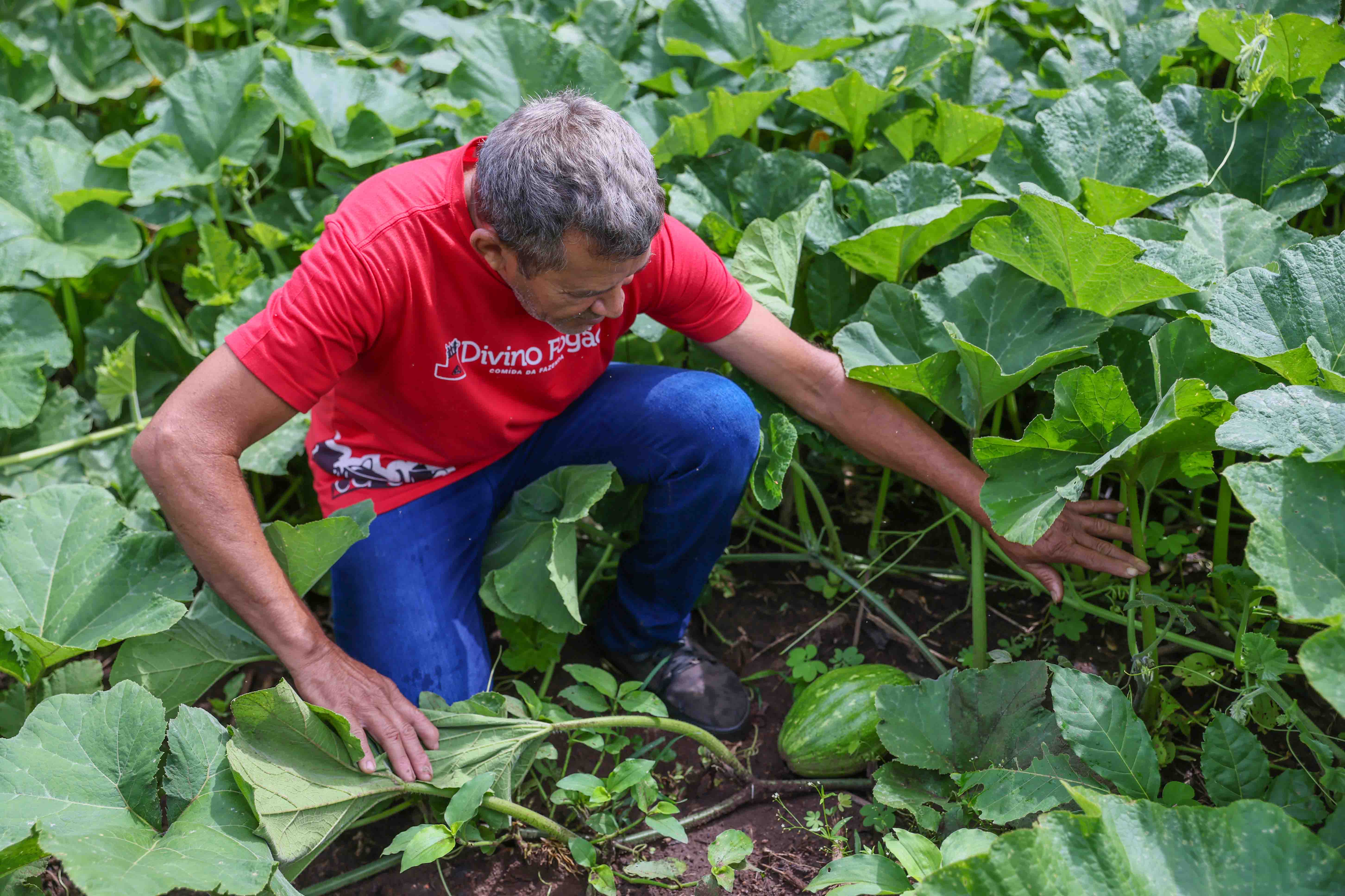 Prefeitura de Palmas entregará Central de Recebimento de Produtos da Agricultura Familiar nesta terça-feira, 10