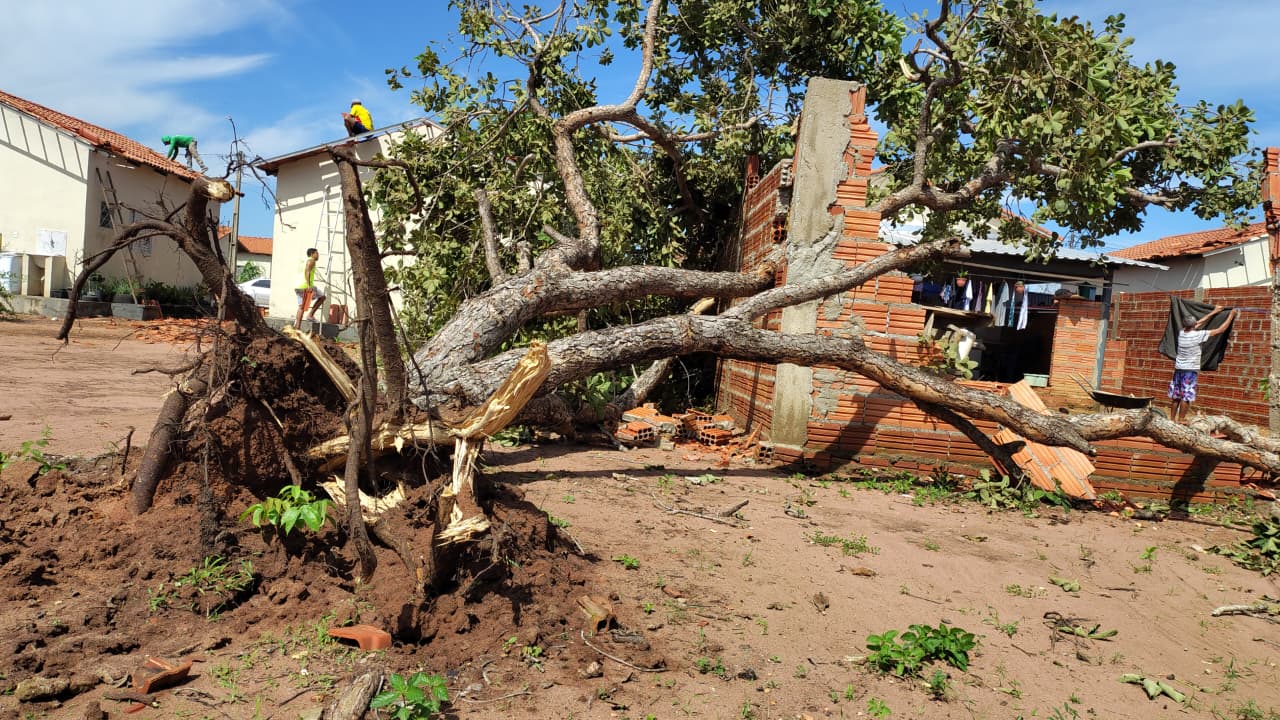 Ventos fortes causaram a queda de árvores no Jardim Taquari na noite desta quinta-feira, 8