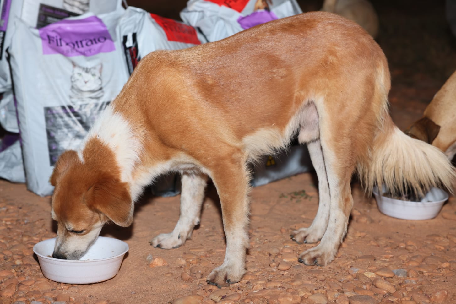 Prefeitura de Palmas lança programa Tigela Cheia e realiza posse do Conselho Municipal de Proteção e Defesa dos Animais