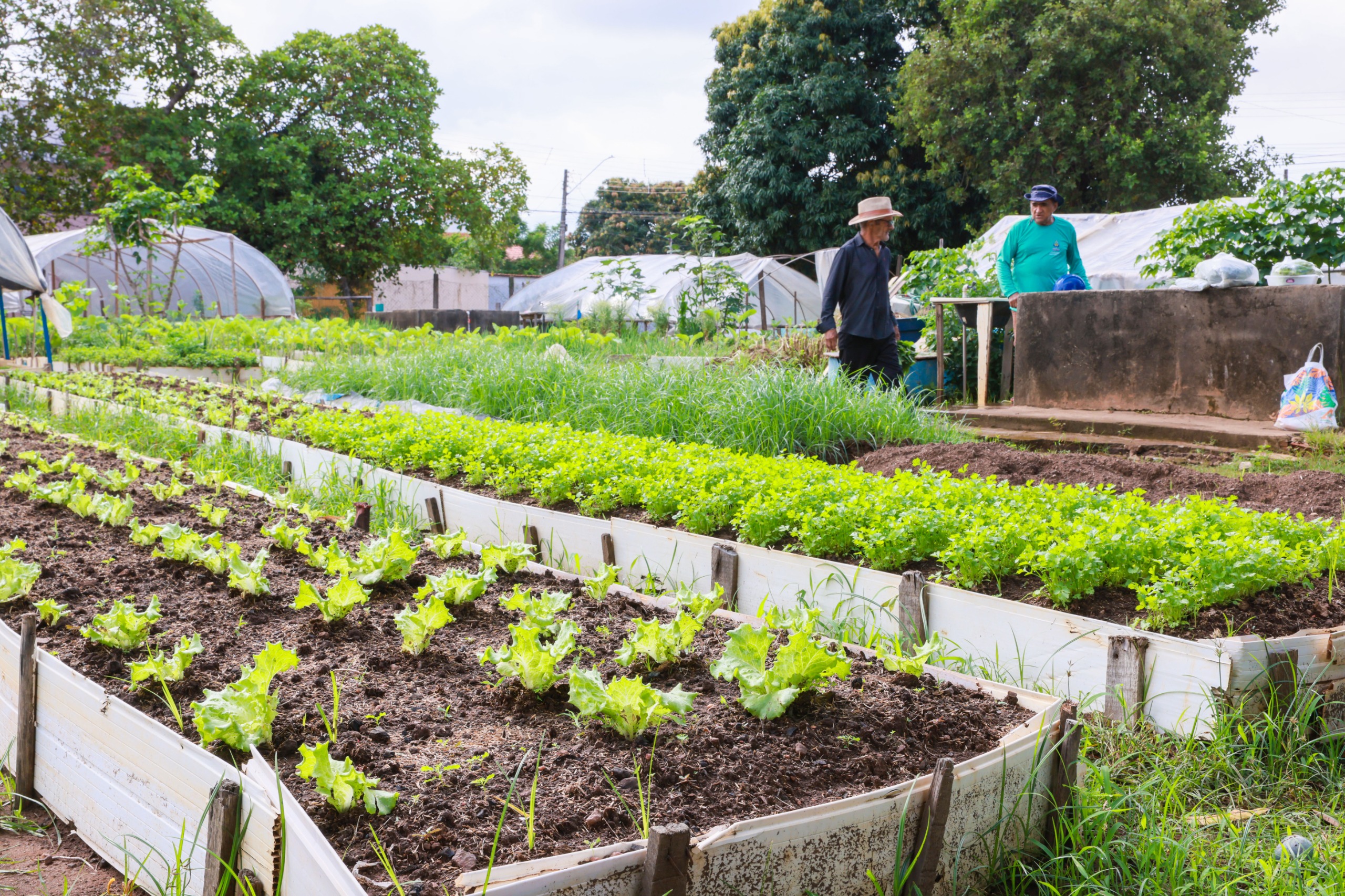 Secretaria da Agricultura de Palmas assina ordens de serviços para construção e reforma de hortas comunitárias na Capital