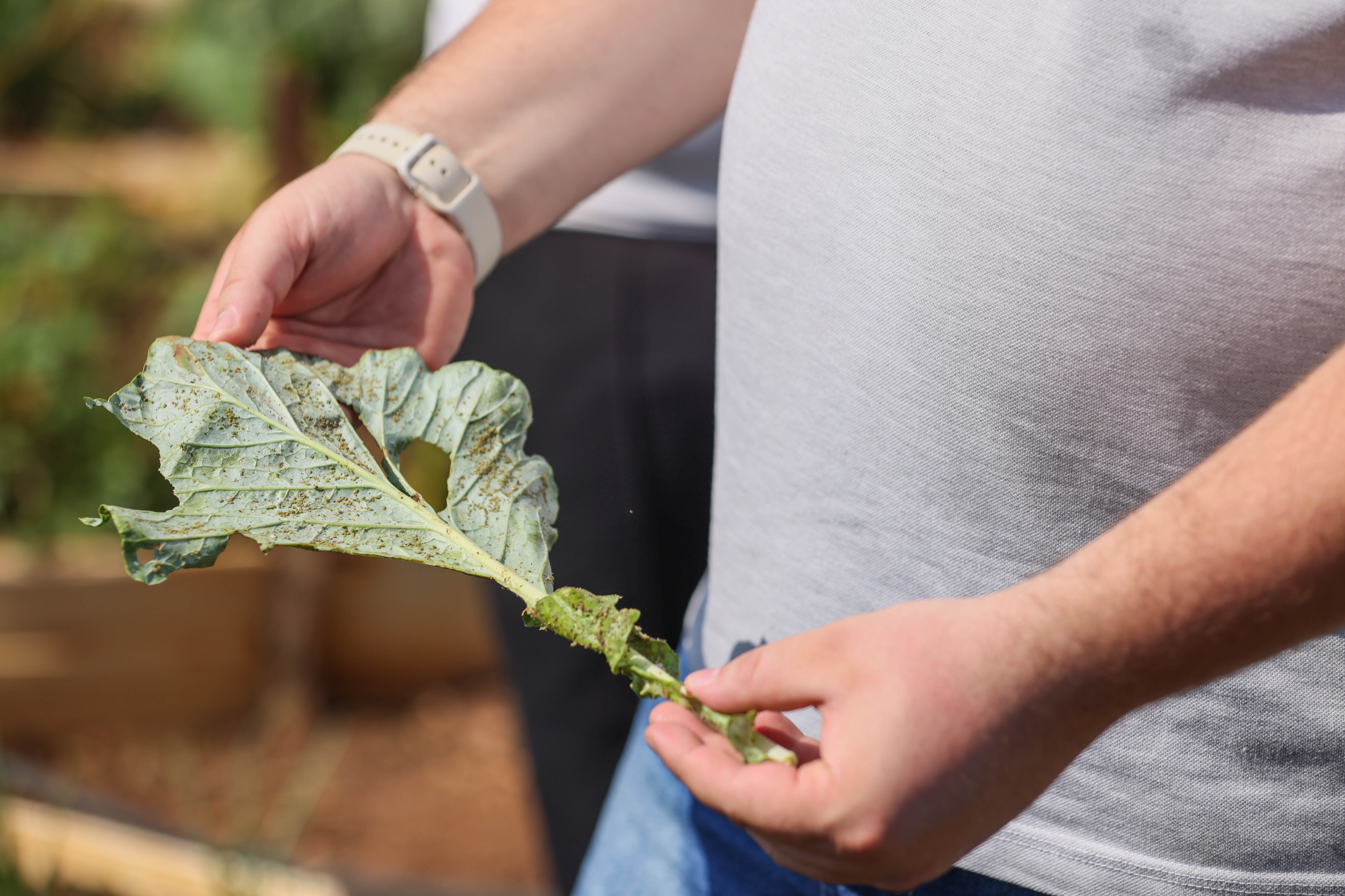 Durante a oficina os Produtores de hortifruts, aprendem à identificar diversos tipos de pragas 