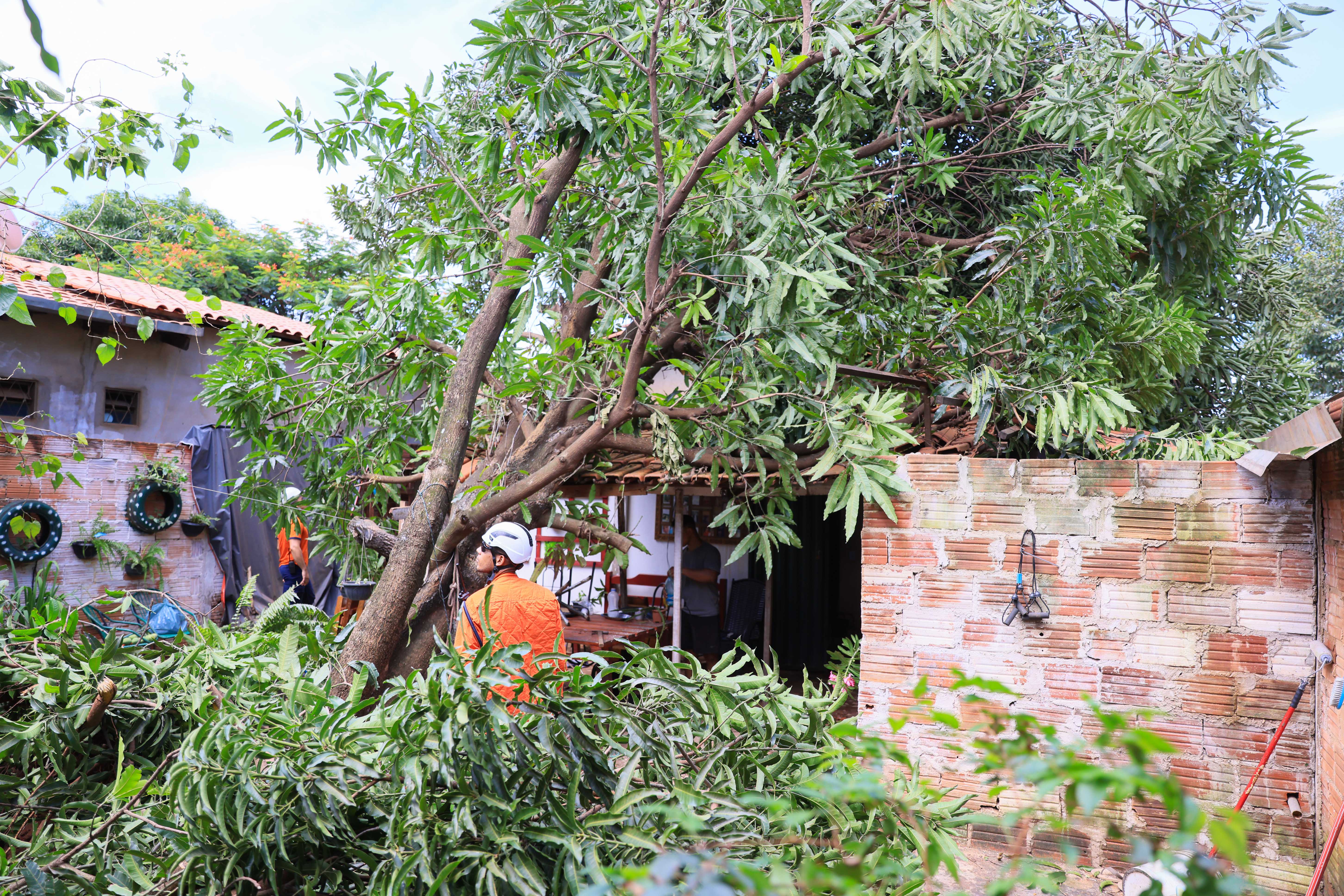 Defesa Civil de Palmas esteve no local para fazer o levantamento dos riscos de casas impactadas por árvores caídas