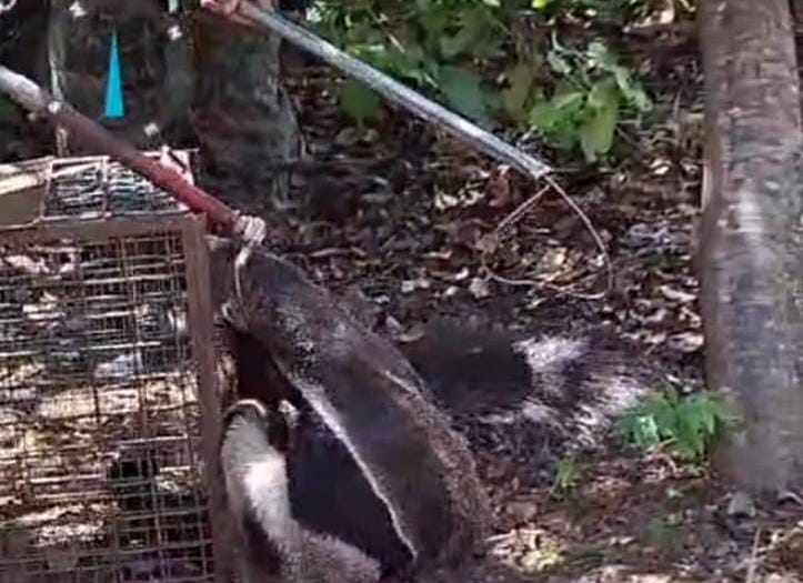  Tamanduá Bandeira estava na área do playground do condomínio, espaço destinado ao lazer e com grande circulação de crianças.