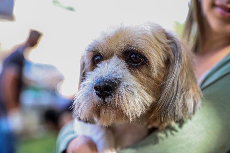 Taquaruçu e Buritirana receberão ação de encoleiramento e testagem de cães para leishmaniose