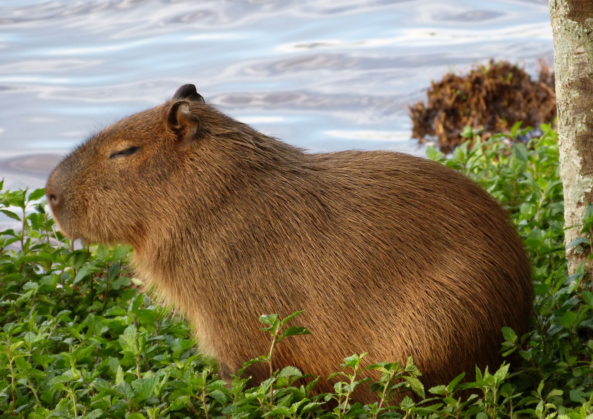 Prefeitura de Palmas realiza ação no Parque Cesamar para conscientizar sobre convívio com animais silvestres