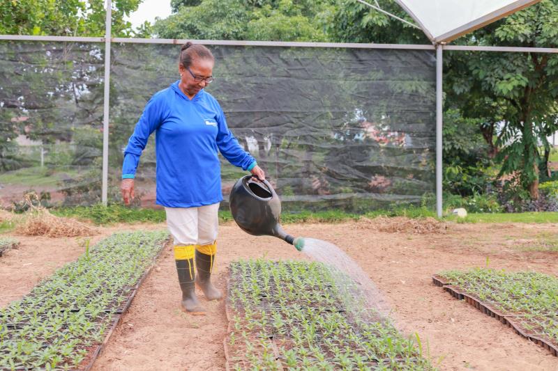 Viveiro de flores da Prefeitura de Palmas está sendo recuperado