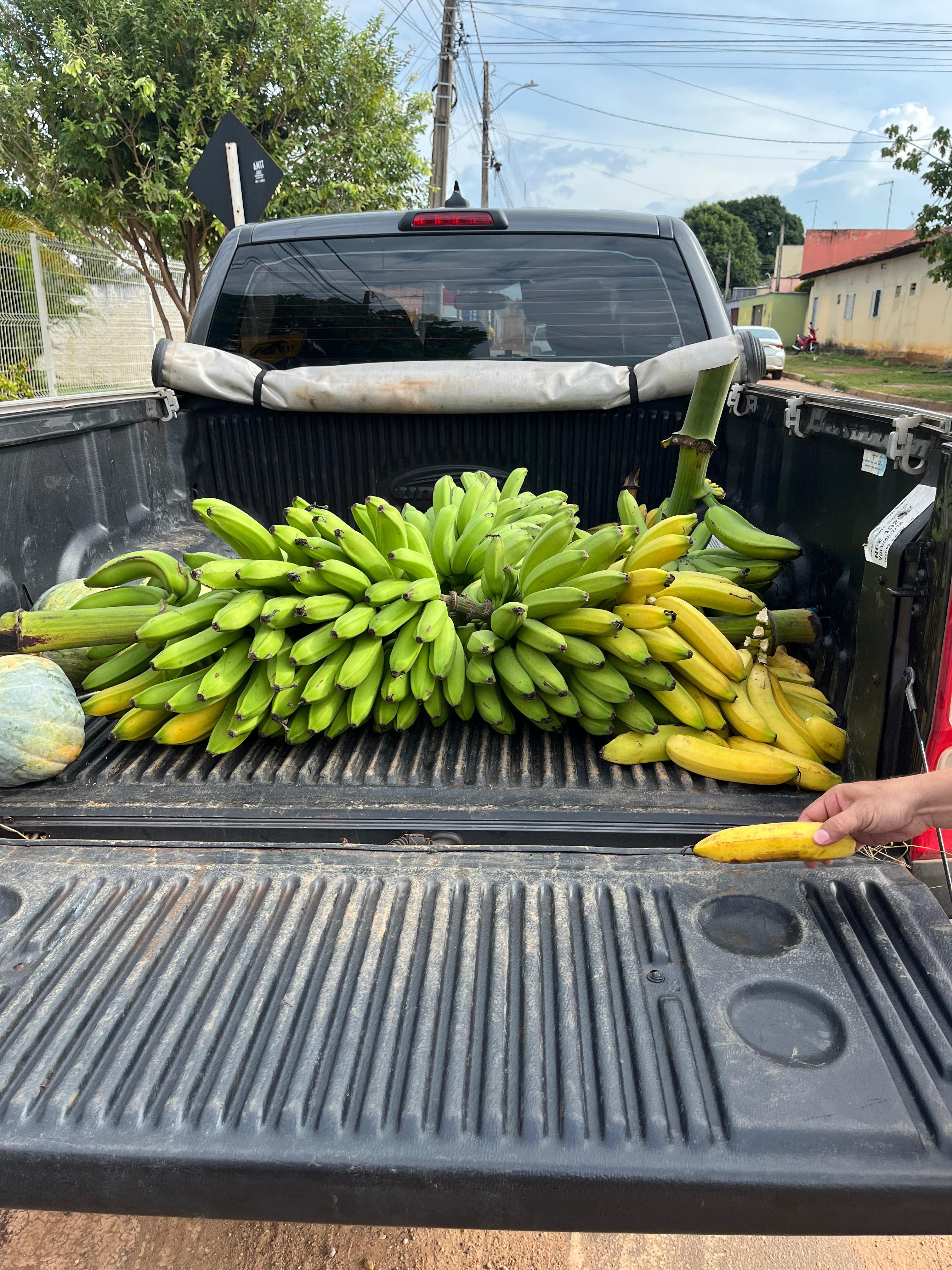 Mais de 400 quilos de bananas cultivadas na Fazendinha do Calor Humano foram distribuídas nas rede municipal de ensino
