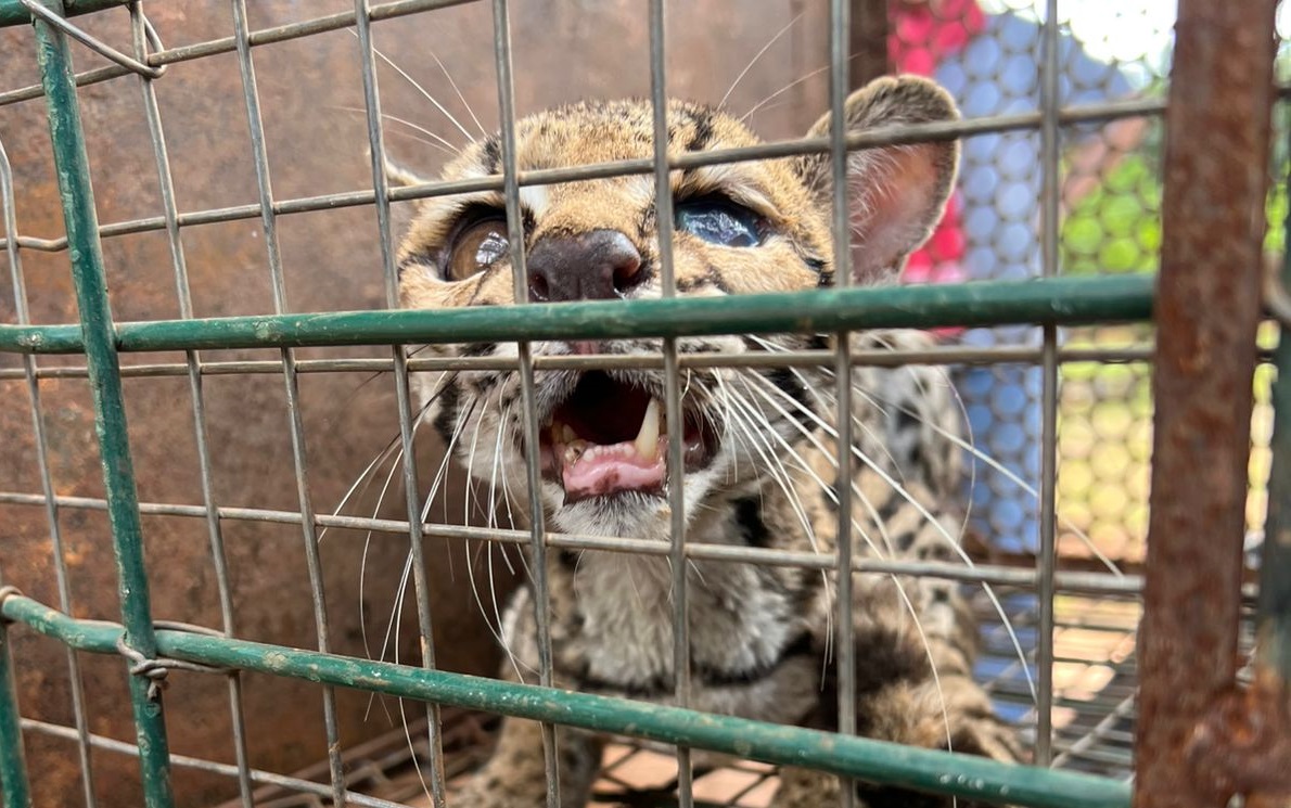 Guarda Metropolitana de Palmas resgata jaguatirica na zona rural da cidade