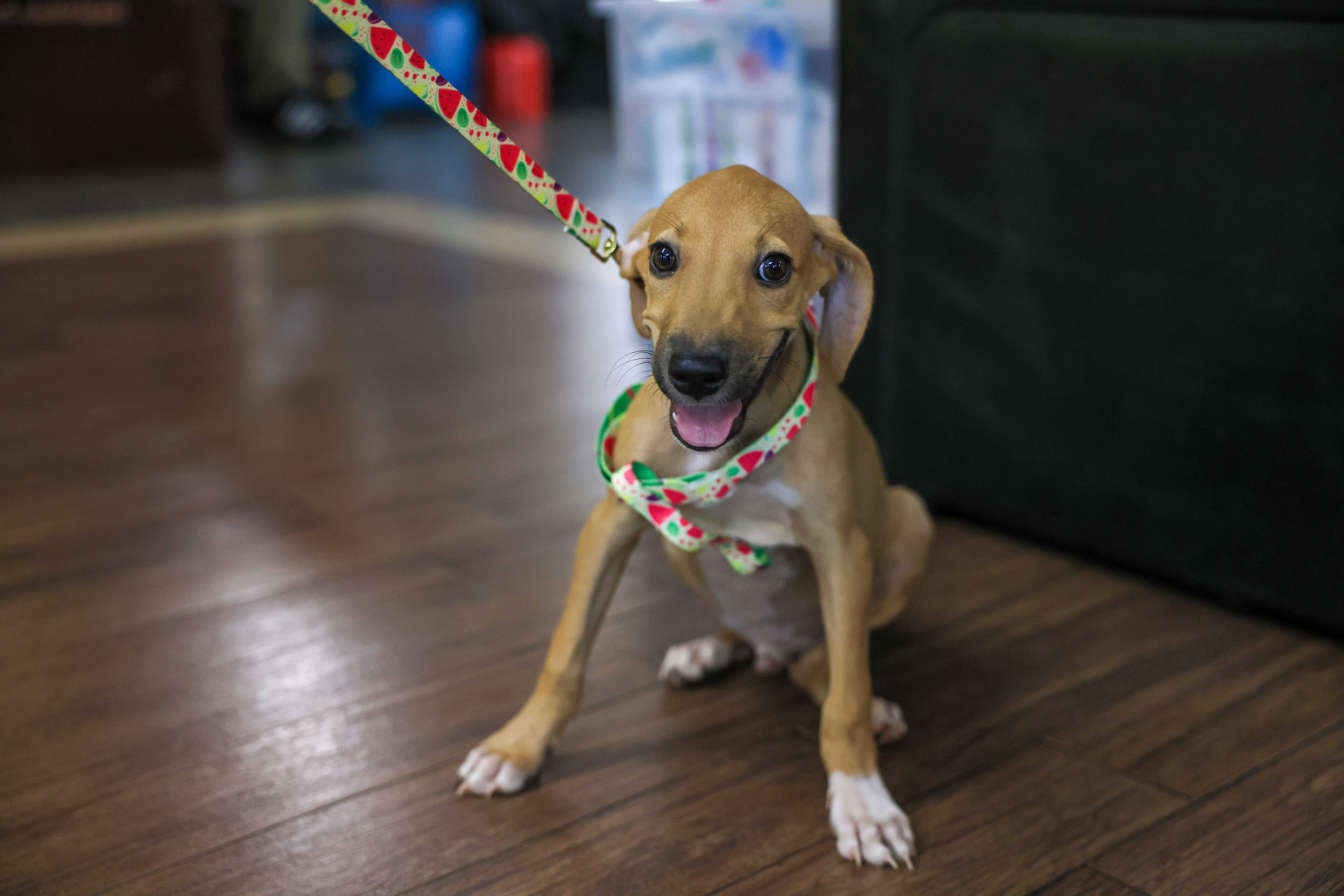 Prefeitura de Palmas sanciona lei que obriga órgãos públicos a exibirem placas contra maus-tratos e abandono de animais