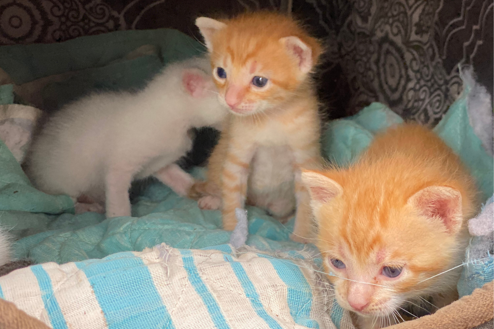  Filhotes amparados pela SEBEM