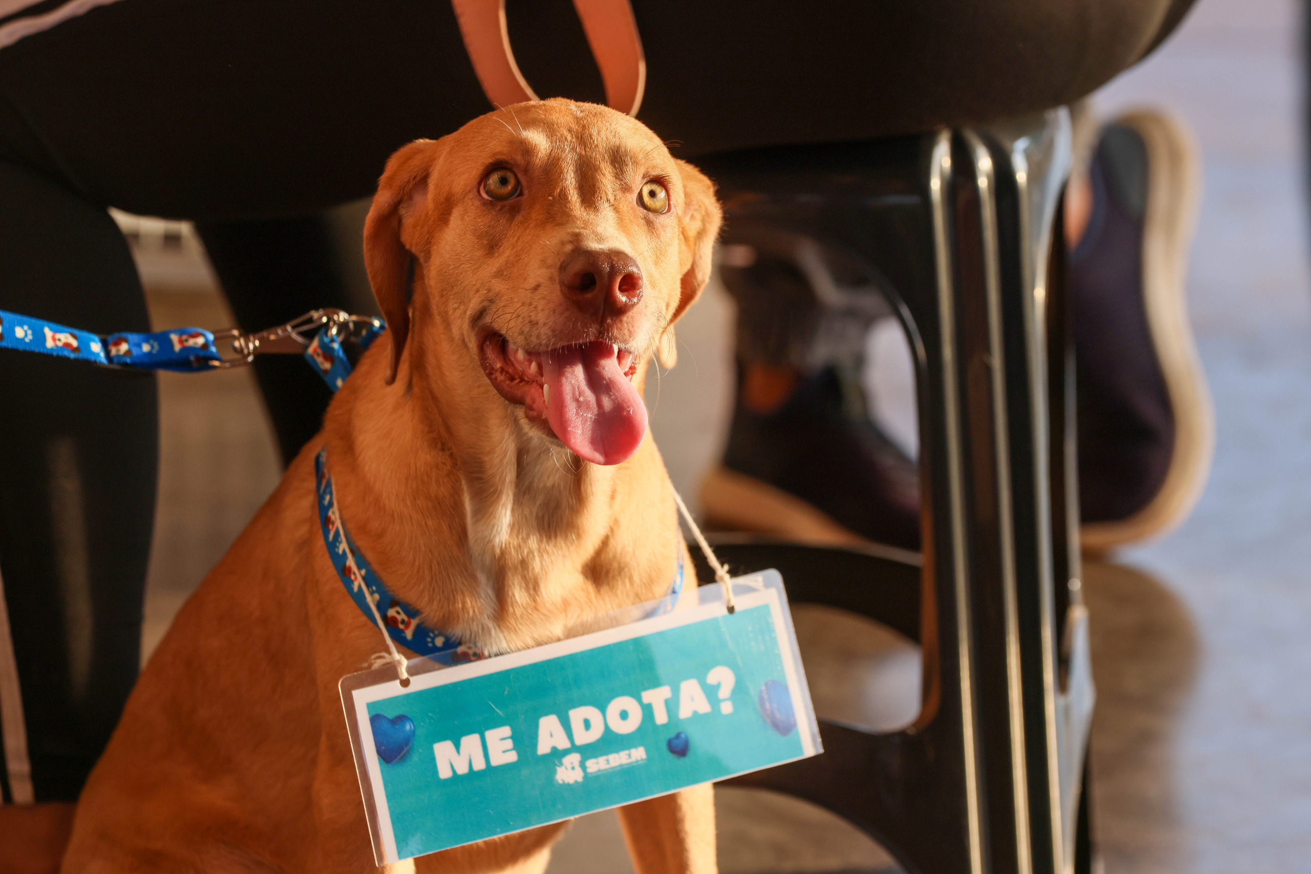 Prefeitura de Palmas participa do Pet Day com ação de adoção de cães e gatos resgatados