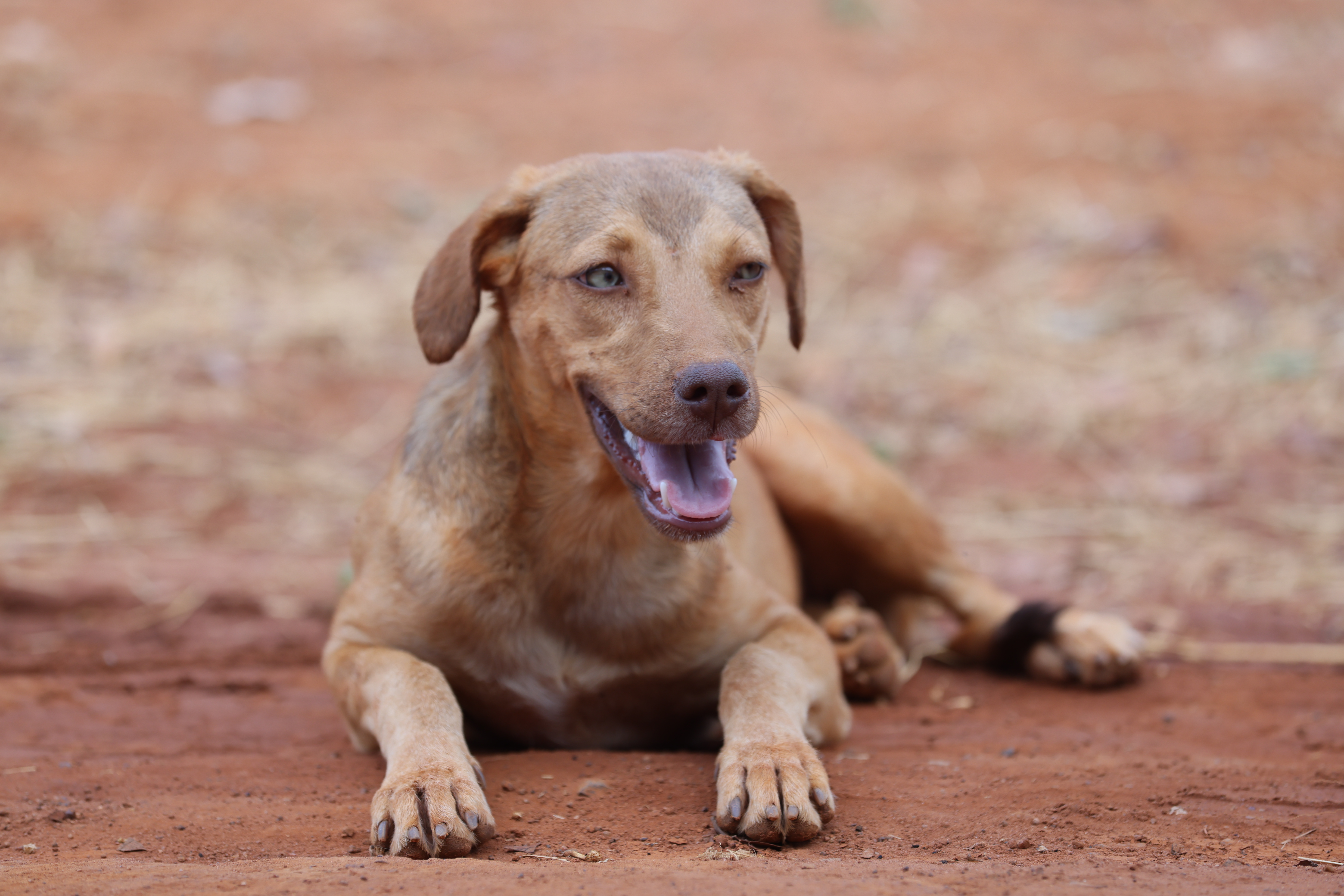 Mutirão de Castração Animal de Rua Zero é realizado na região Norte de Palmas