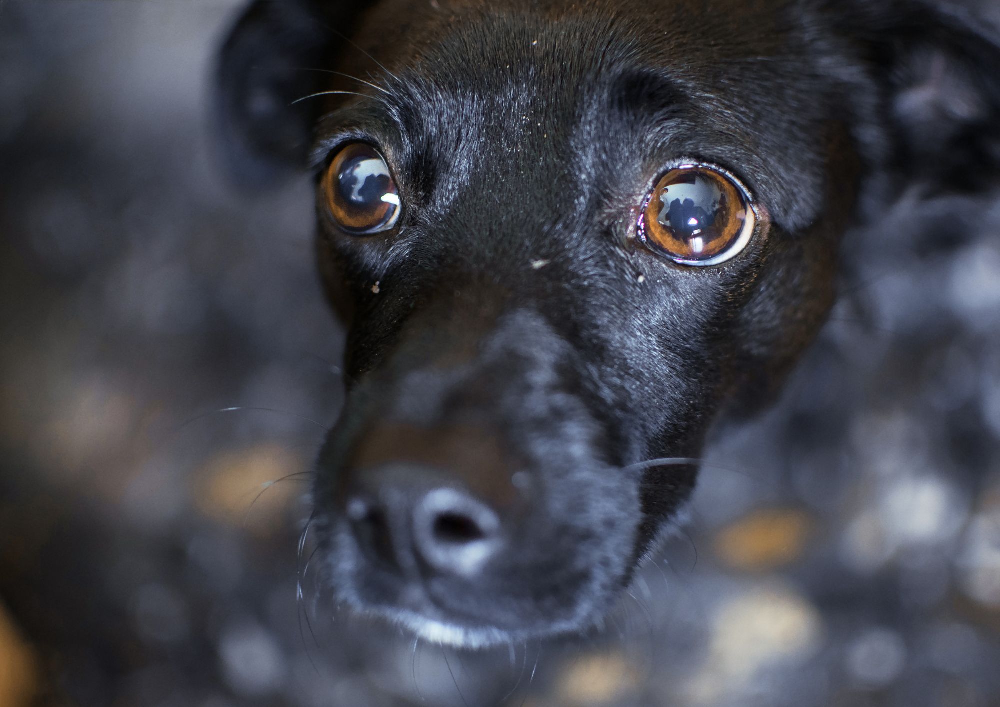 Conselho é responsável por articular e propor políticas voltadas à proteção e defesa de animais no Município
