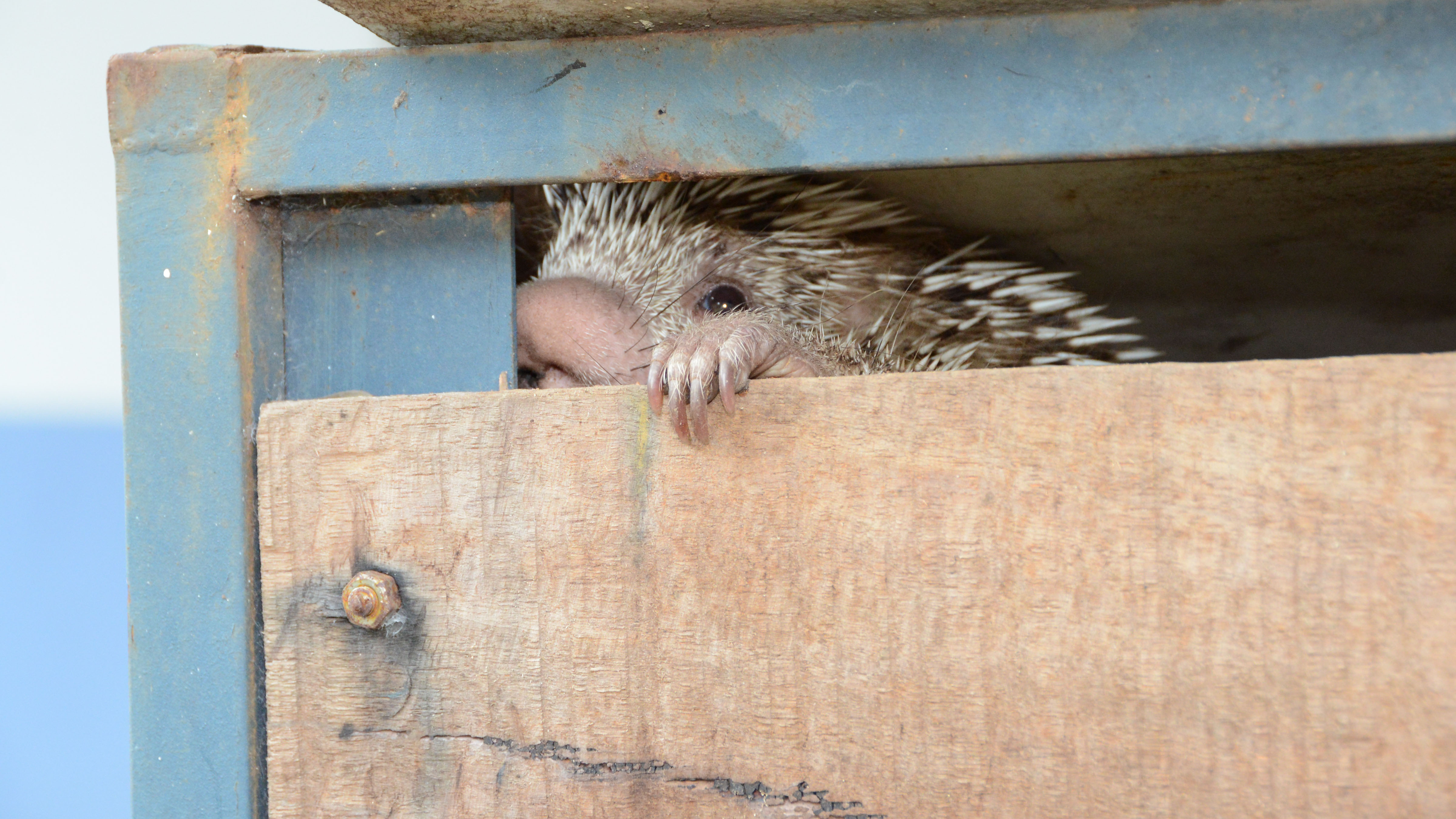 Porco-espinho é uma das espécies mais comuns nas ocorrências