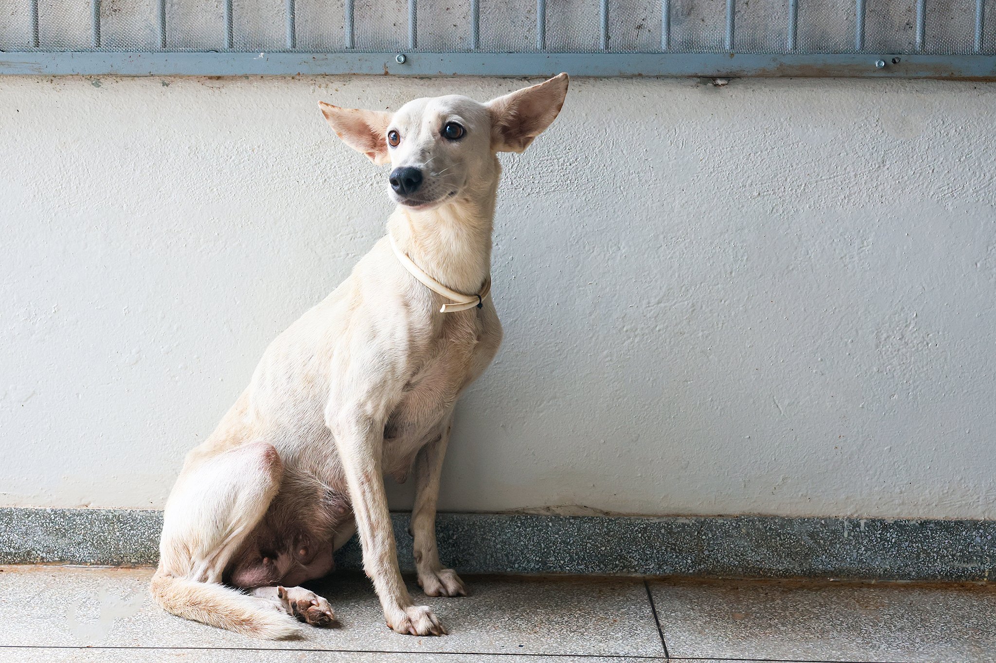Prefeitura de Palmas alerta para riscos da injeção anti-cio em cães e gatos