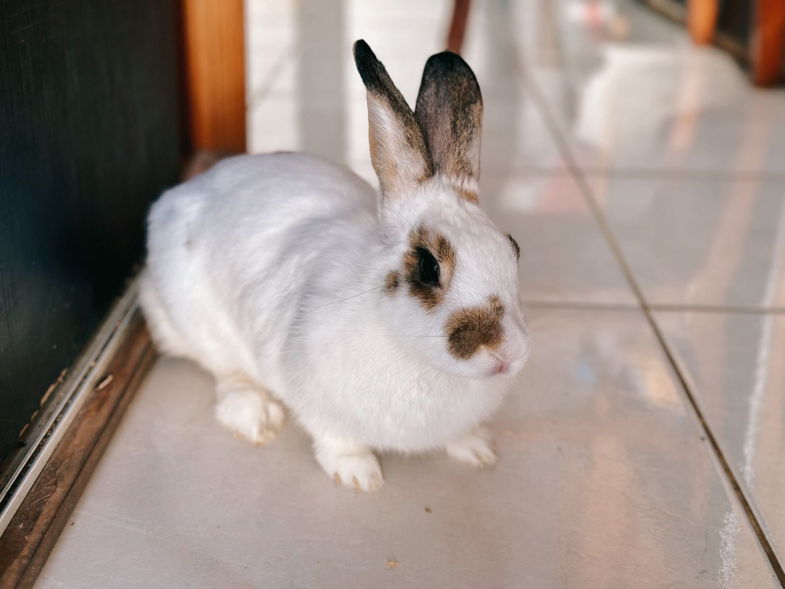 Imagem da notícia: Até 50% dos coelhos comprados na Páscoa são abandonados semanas depois; dados são do Conselho Regional de Medicina Veterinária