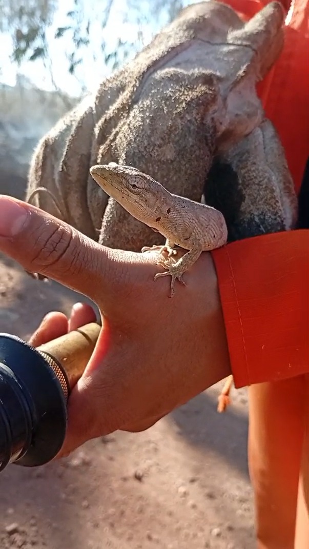 Lagarto resgatado durante combate a incêndio