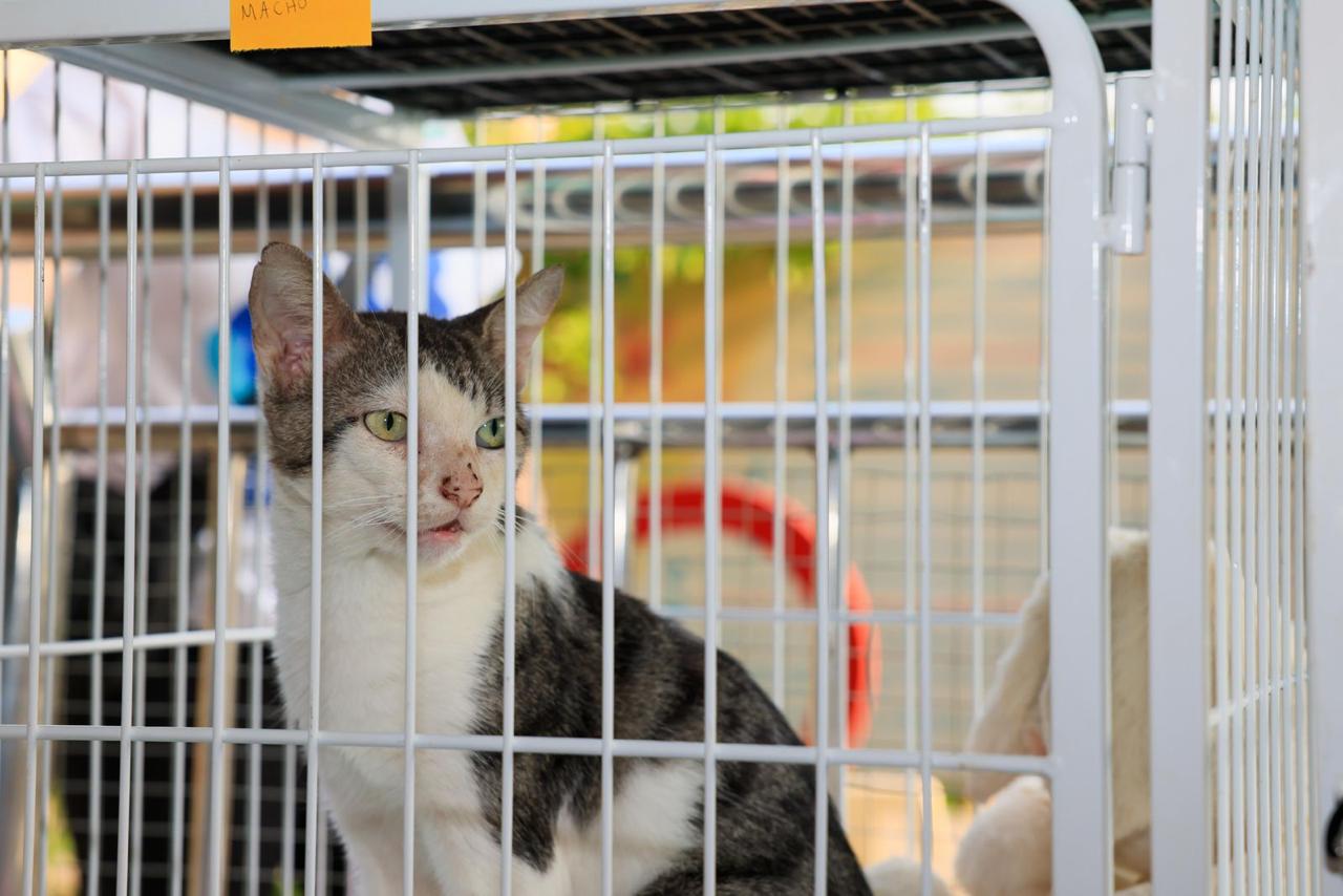 Ação da Prefeitura de Palmas incentiva a adoção responsável e o bem-estar animal