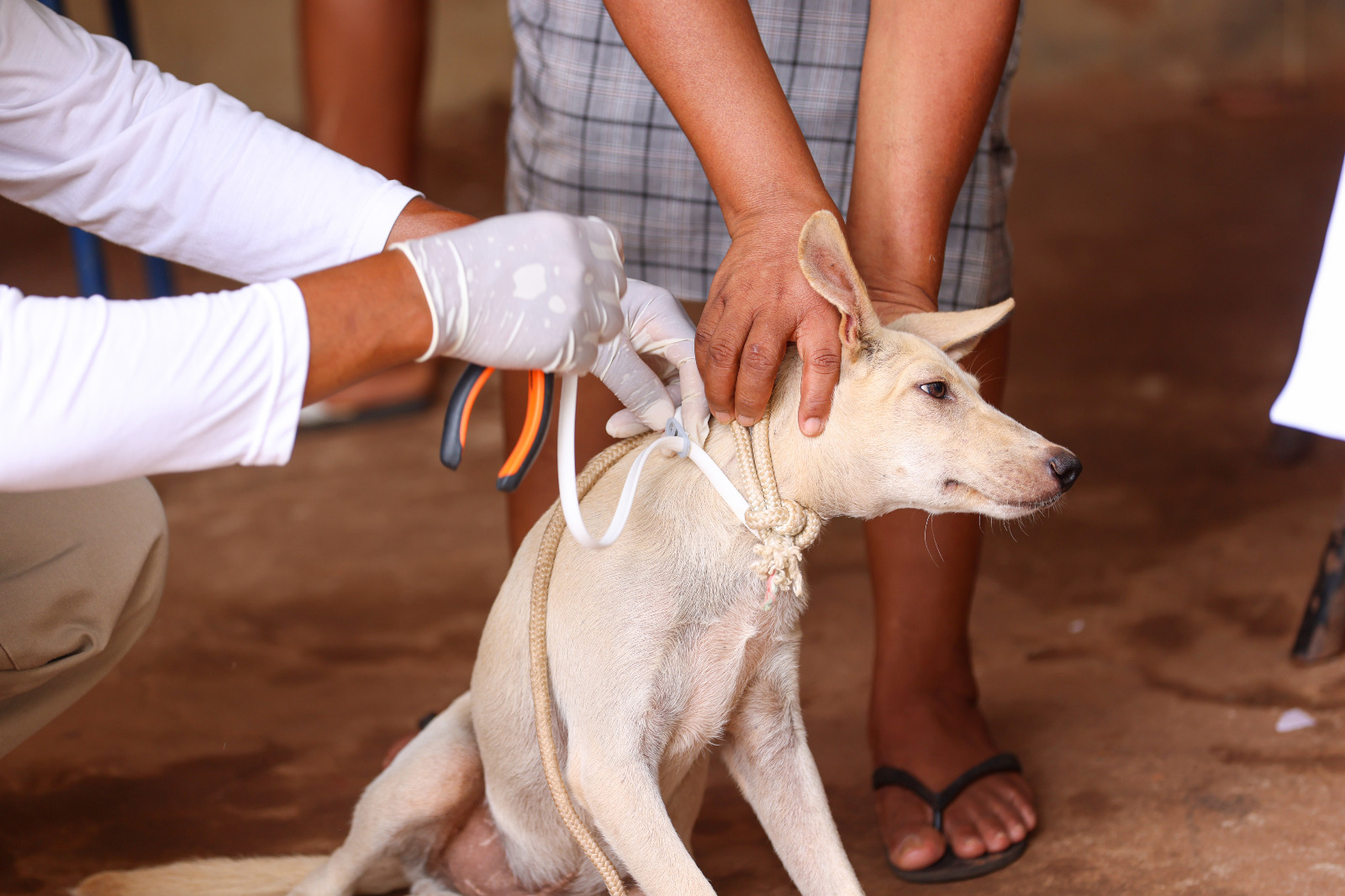 Coleiras têm efeito de proteção contra mosquito-palha de seis meses