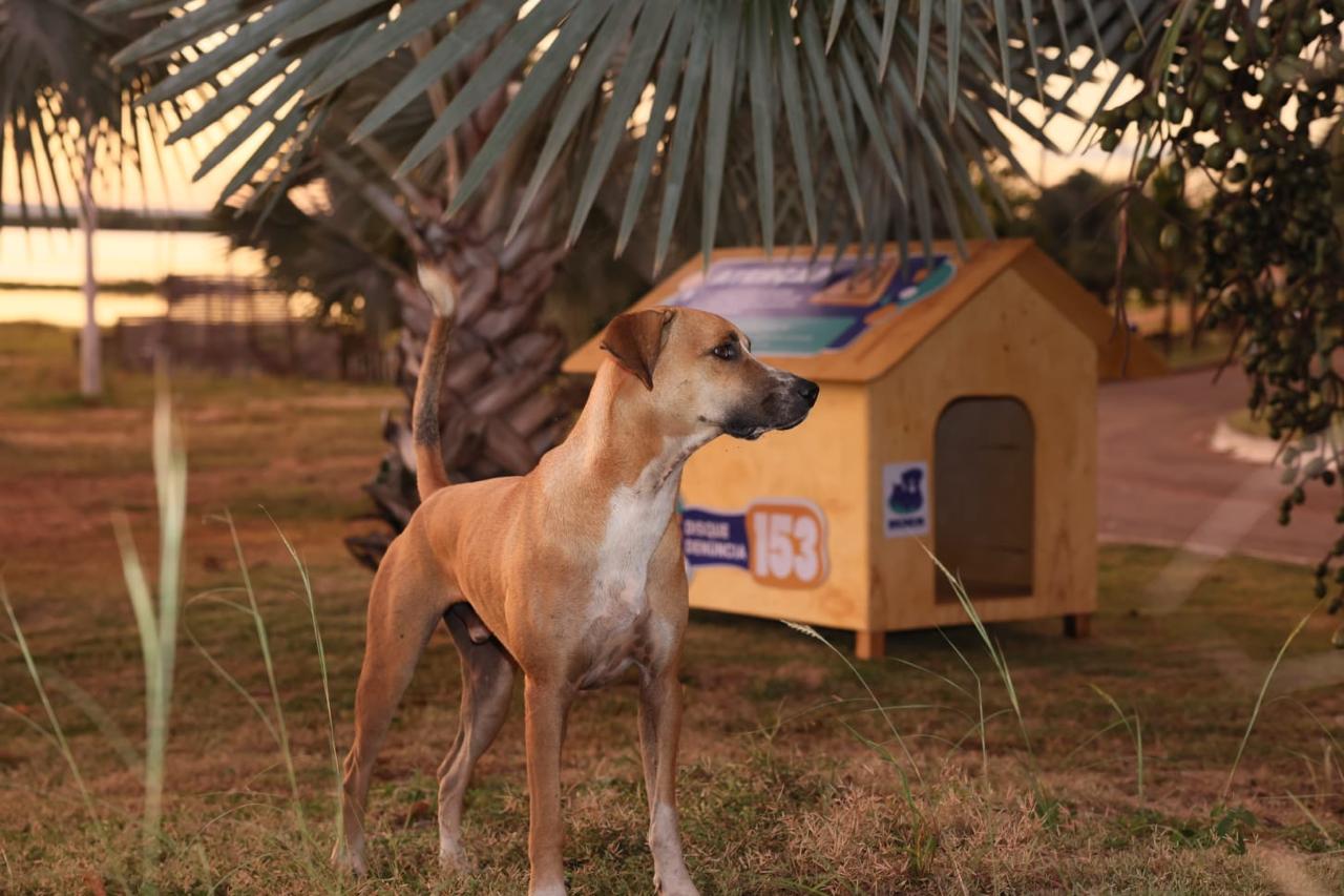 Imagem da notícia: Prefeitura de Palmas reforça ações no Dia Mundial dos Animais de Rua