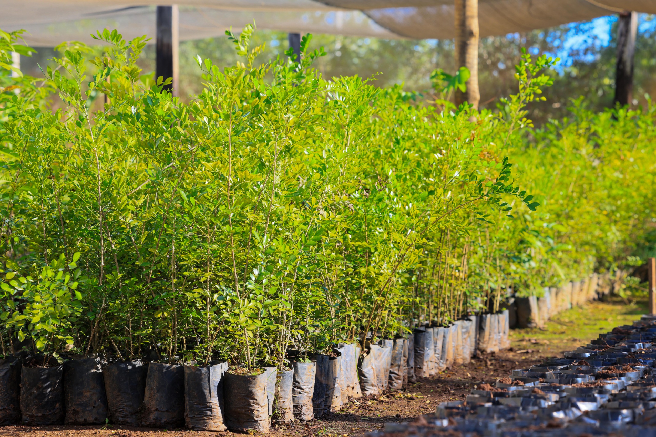 Em pouco mais de 30 dias, Prefeitura de Palmas doa mais de 1.500 mudas frutíferas e nativas