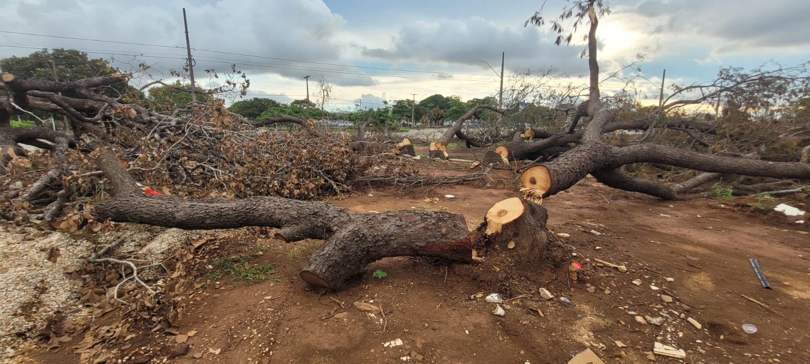 Prefeitura de Palmas recebe denúncia de retirada irregular de árvores e alerta população sobre ilegalidade da prática