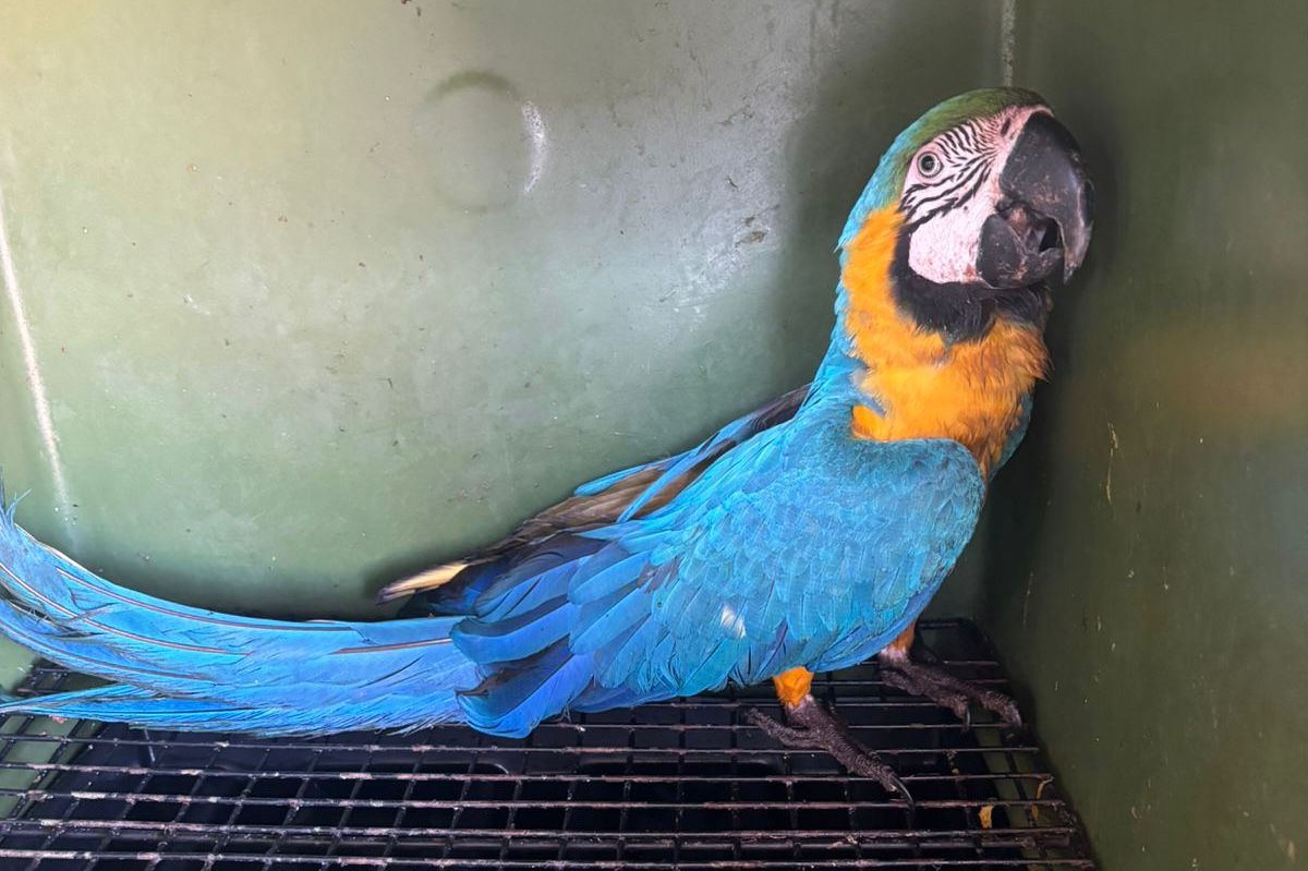 Ave foi encaminhada para atendimento no Centro de Fauna do Tocantins
