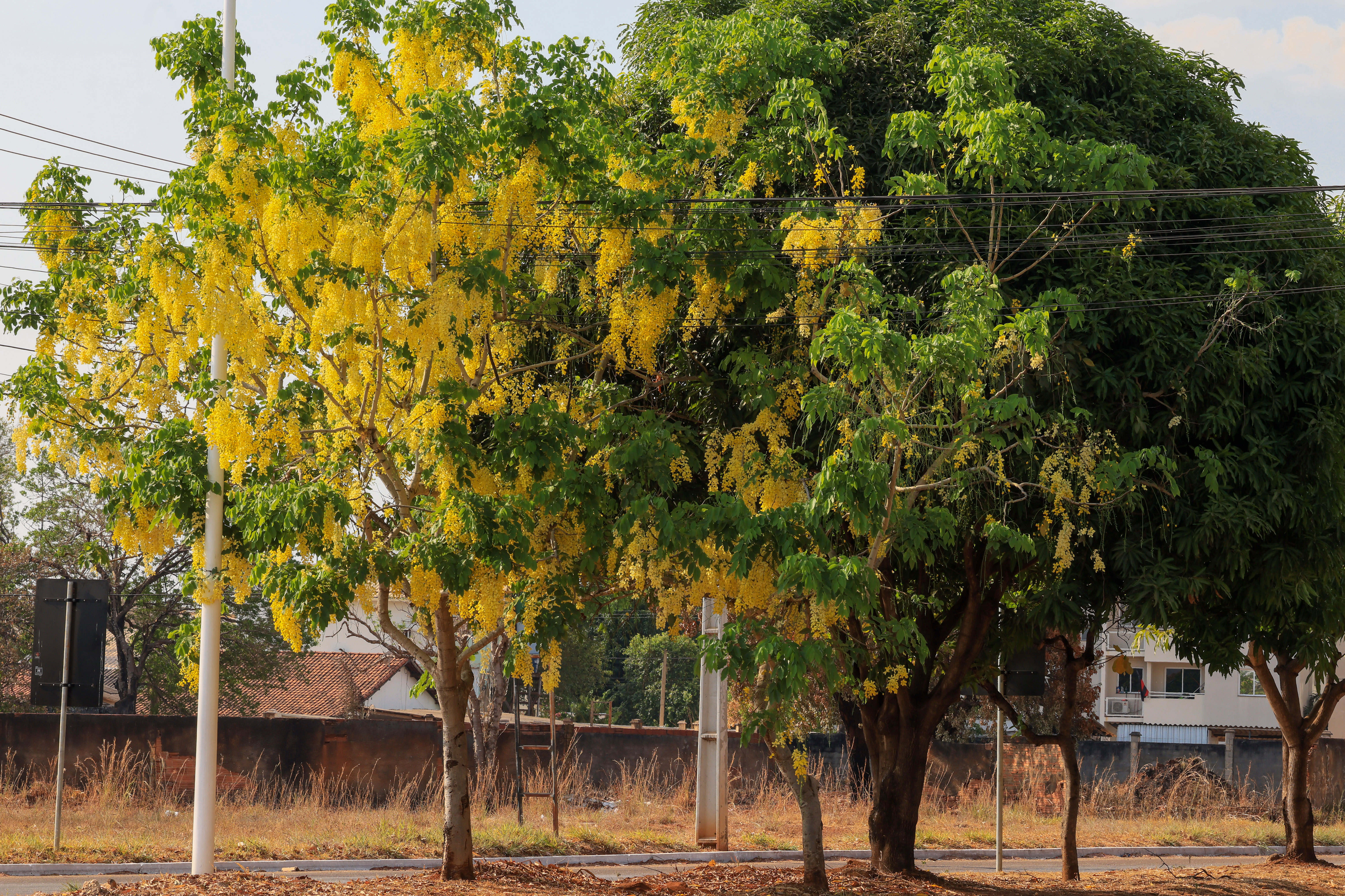 Árvores em áreas privadas ou públicas devem ser podadas com a devida autorização ambiental 