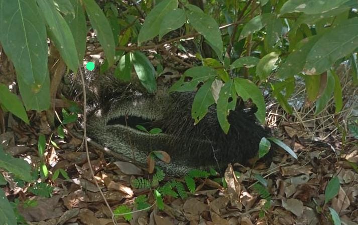 O animal foi devolvido ao seu habitat natural de forma segura  e conforme os protocolos ambientais. Foto: Guarda Ambiental-Divulgação