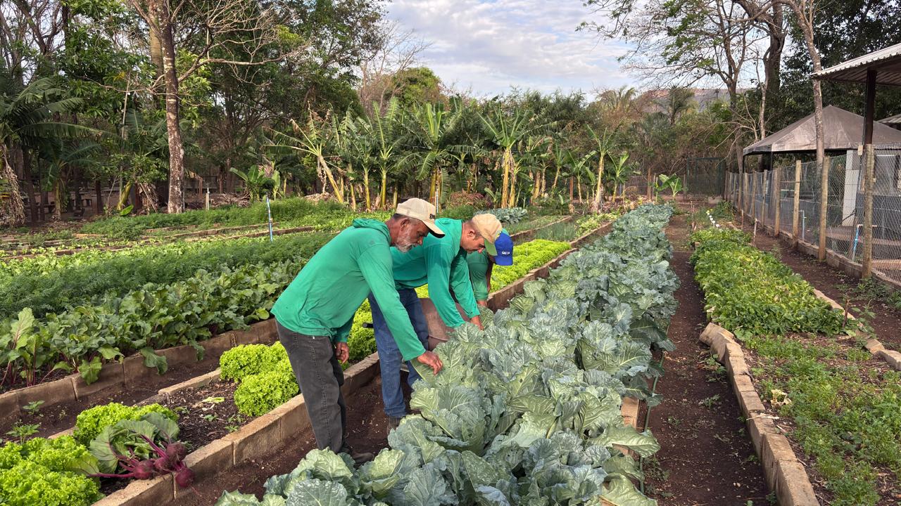 As hortaliças doadas foram produzidas pelos próprios alunos, com o acompanhamento dos colaboradores que ajudam a manter os canteiros