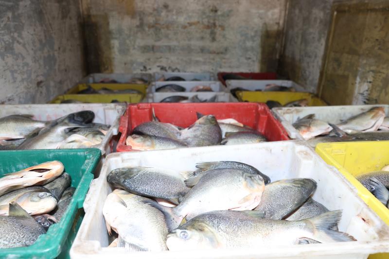 Guarda Metropolitana apreende quase 4 toneladas de pescado ilegal
