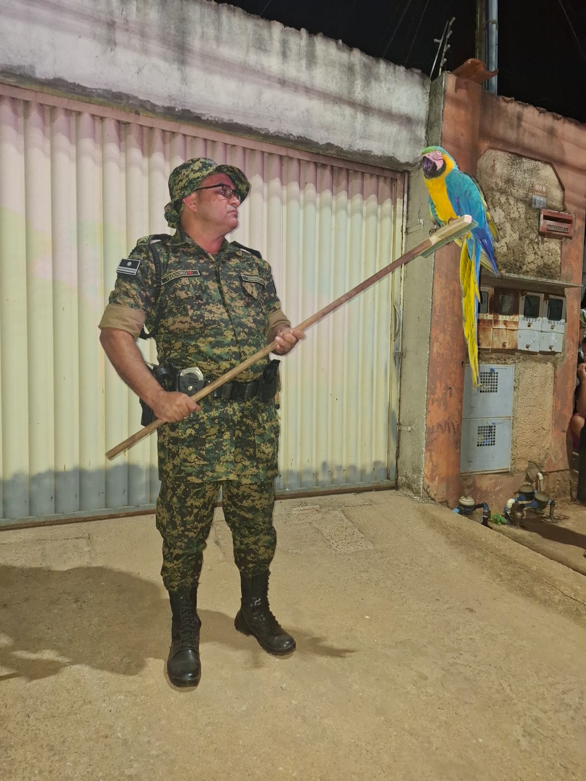 Atendimentos relacionados a animais totalizaram 803 ocorrências -  Foto: Guarda Ambiental