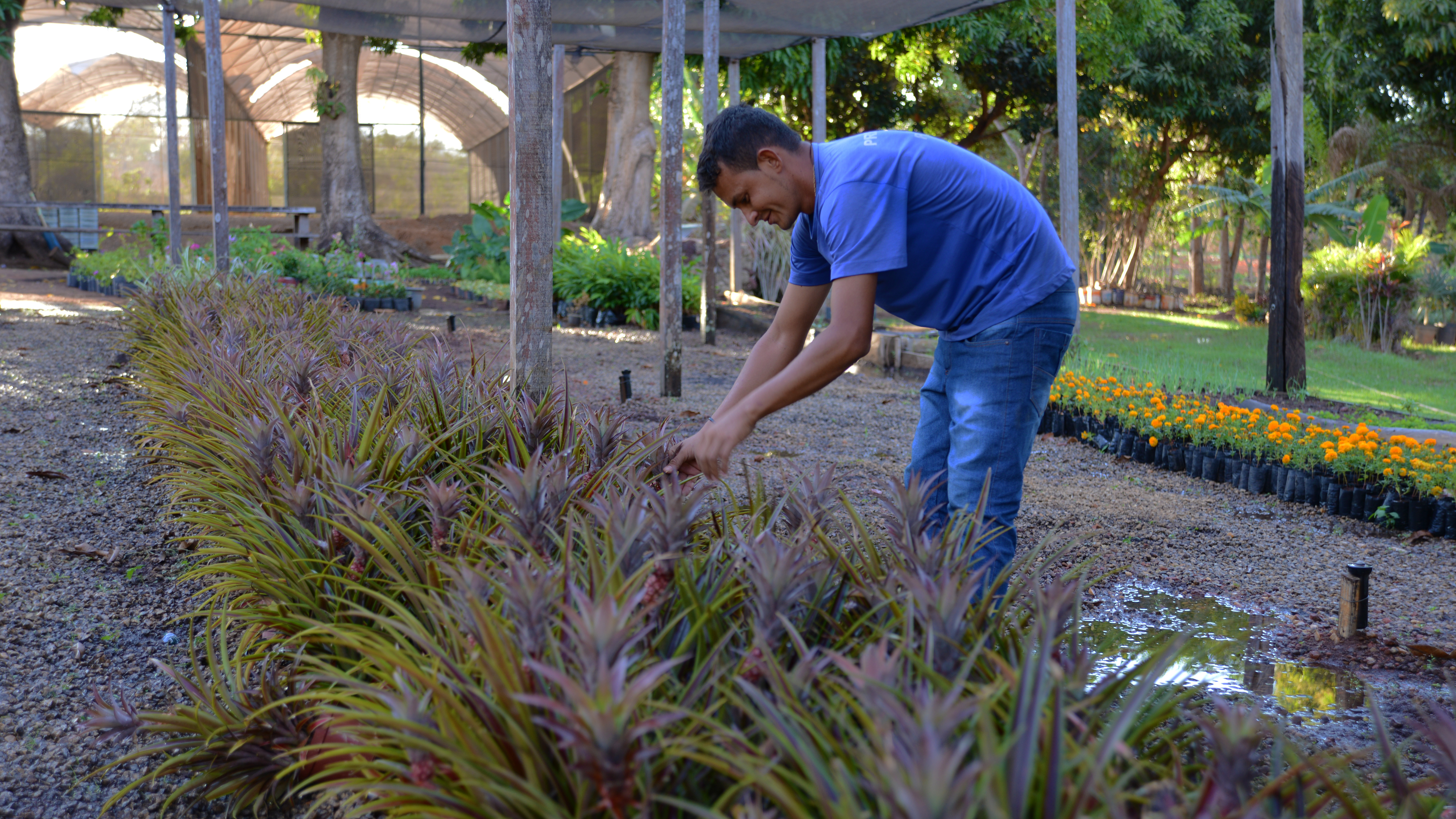 Cerca de 190 mil mudas foram produzidas pelo Viveiro Municipal da Infraestrutura somente no primeiro semestre de 2017