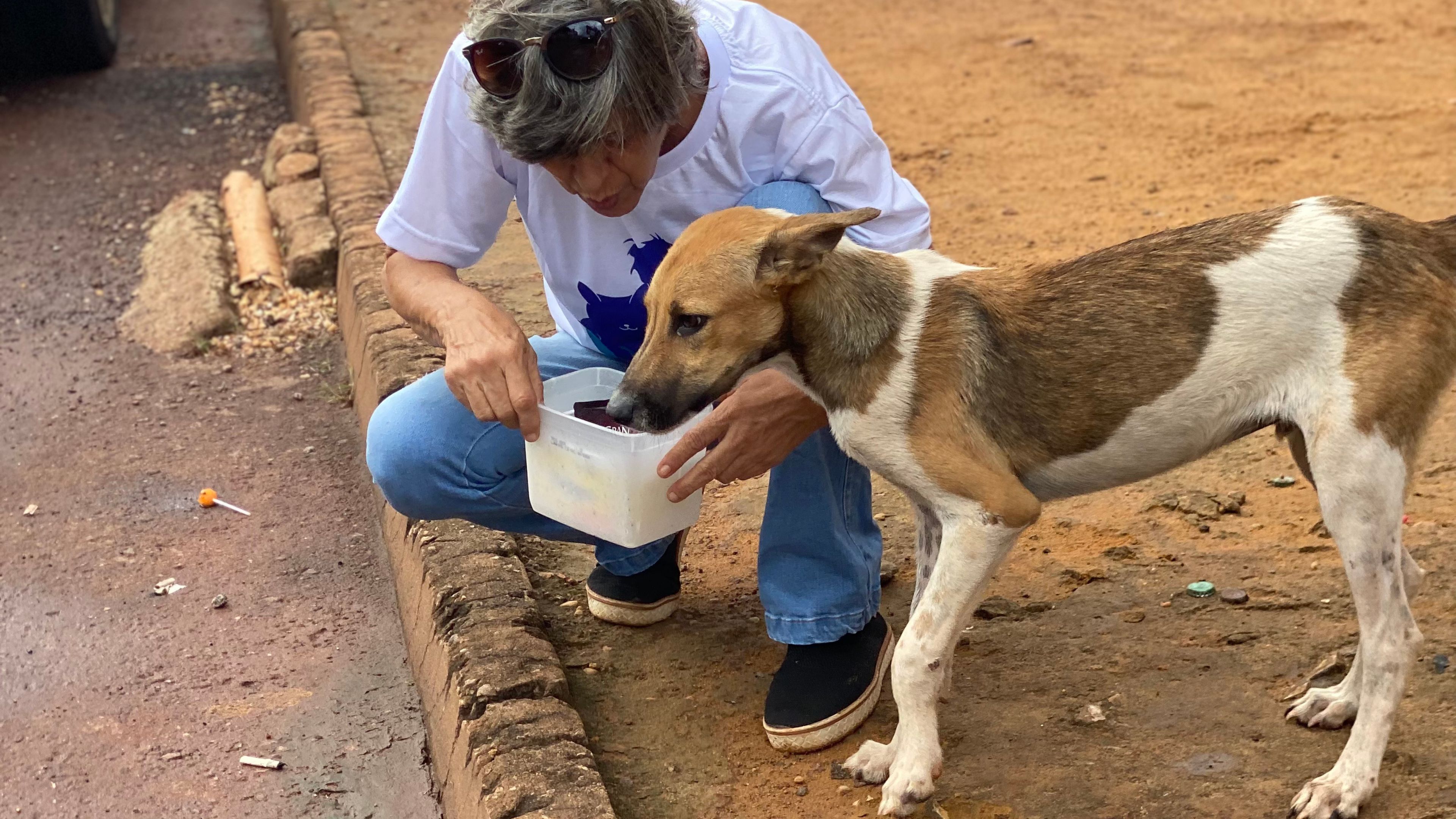 Prefeitura de Palmas destaca endurecimento das punições contra maus-tratos a animais no Brasil