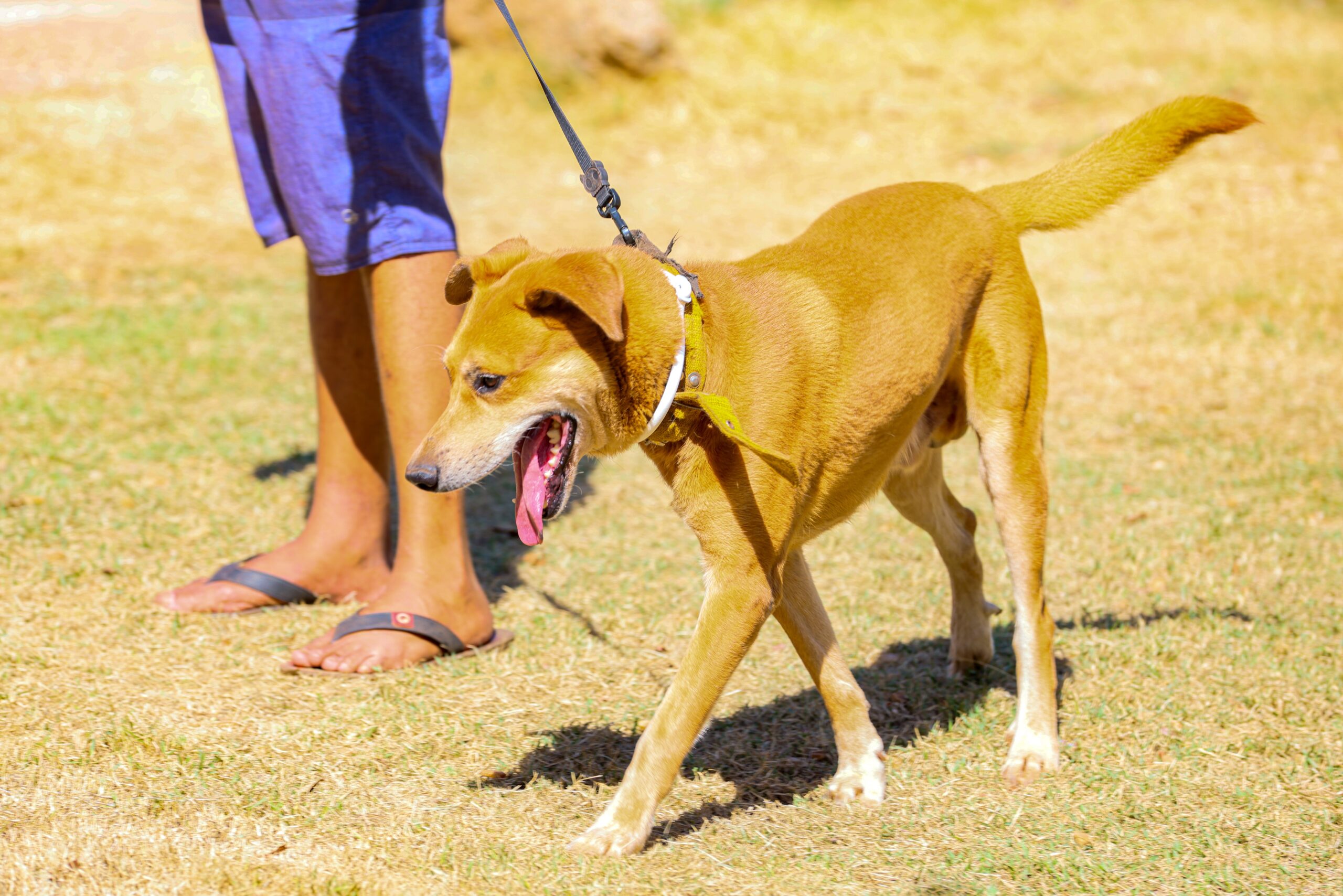 Mutirão da Prefeitura de Palmas contra a leishmaniose visceral tem mais de 500 pets atendidos