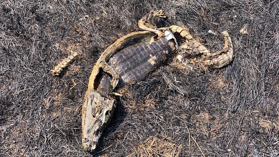 A fauna silvestre segue sendo vítima do fogo