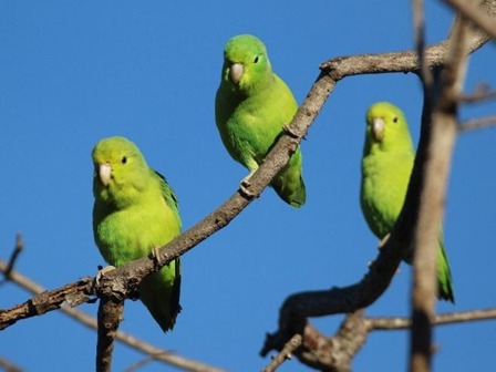 Fauna registrada no Parque dos Povos Indígenas pelo Projeto Sussuapara Conecta