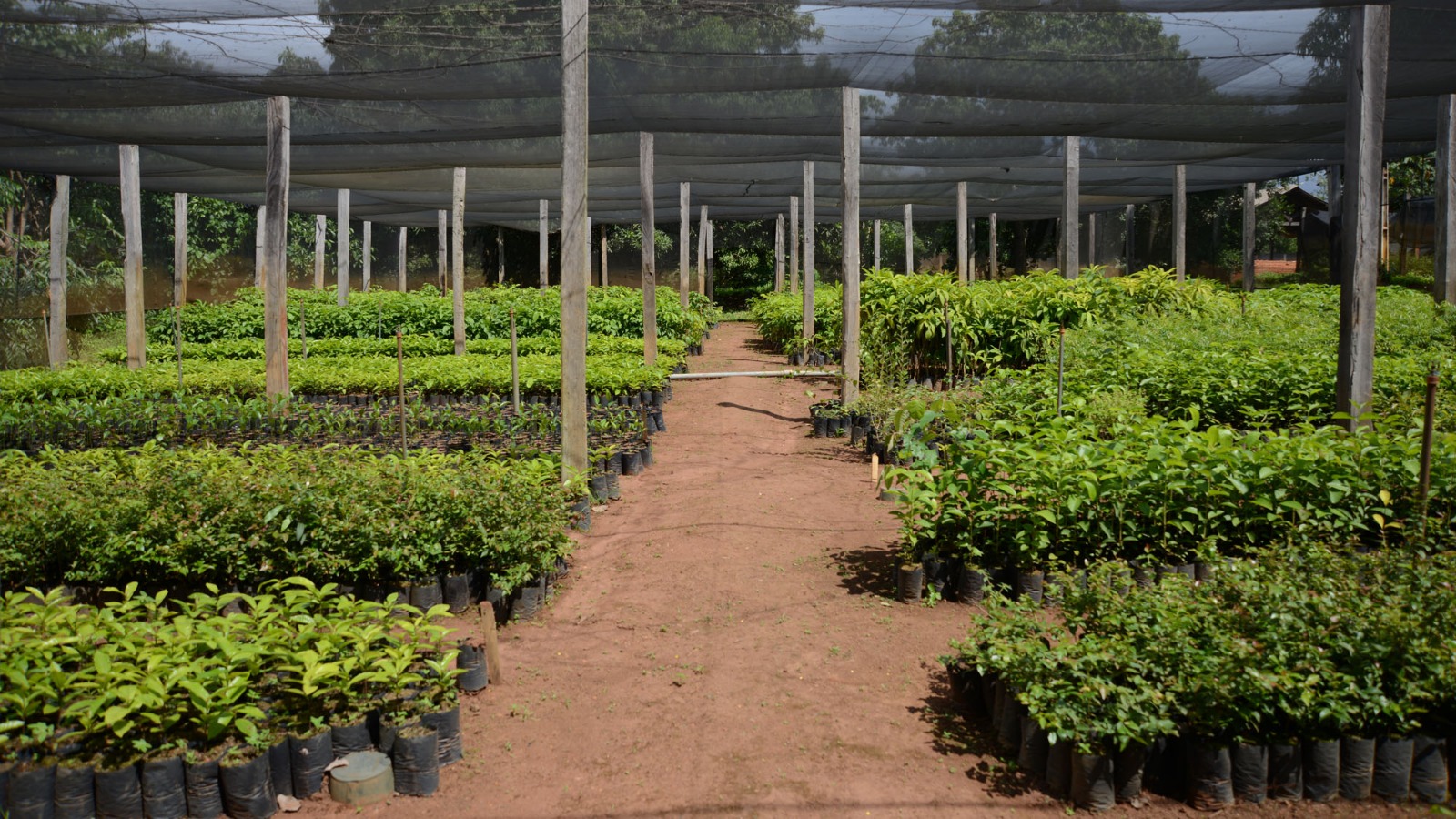 Palmas é a segunda capital do país com melhores indicadores de meio ambiente