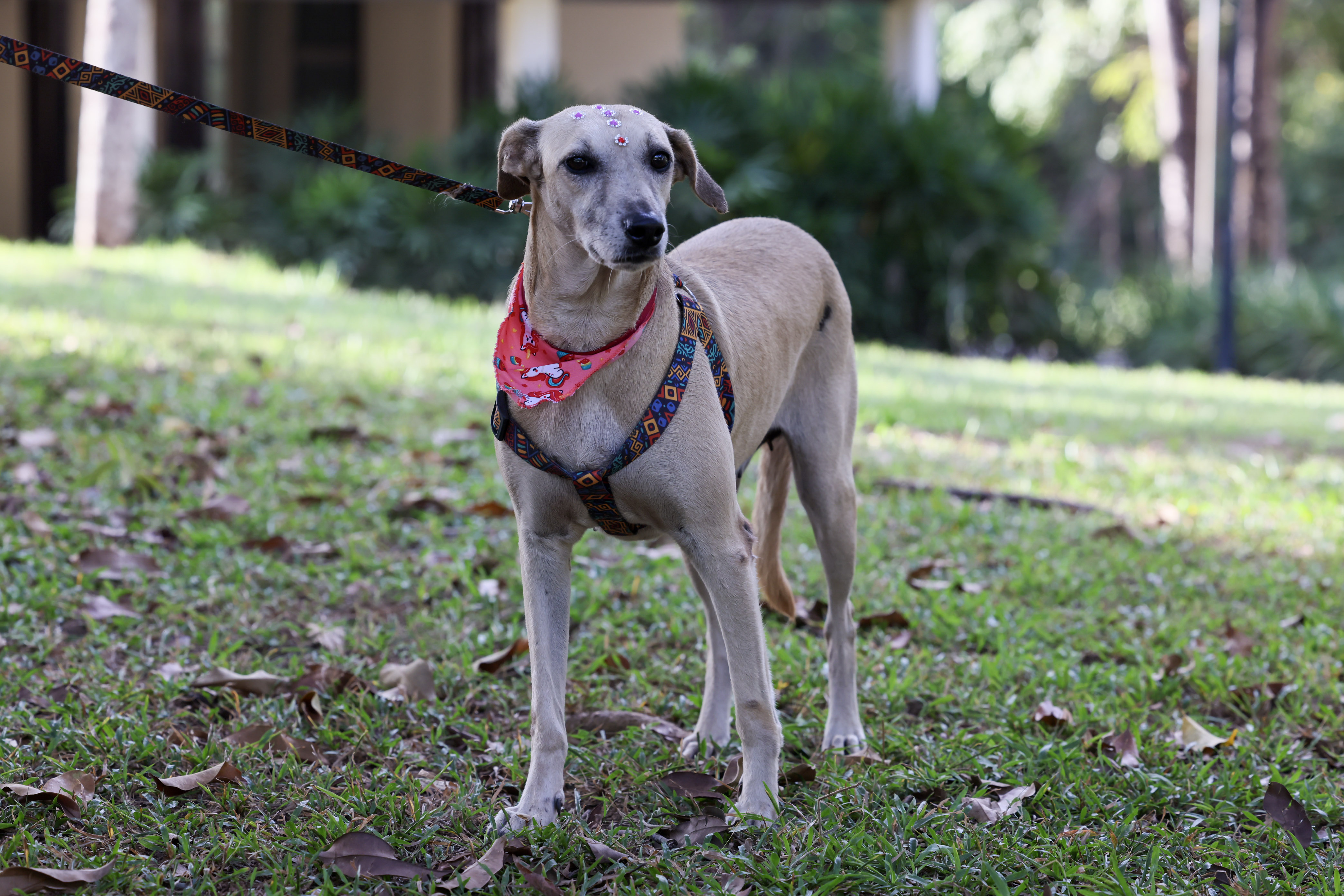 Projeto Parceiro de Caminhada realizado pela Prefeitura de Palmas promove interação com cães adultos disponíveis para adoção
