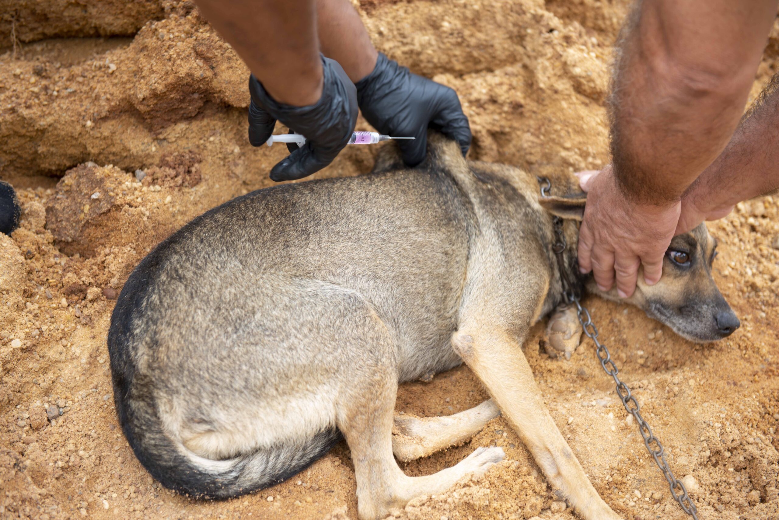 Palmas realiza 'Dia D' da Vacinação Antirrábica Animal no dia 26 de abril