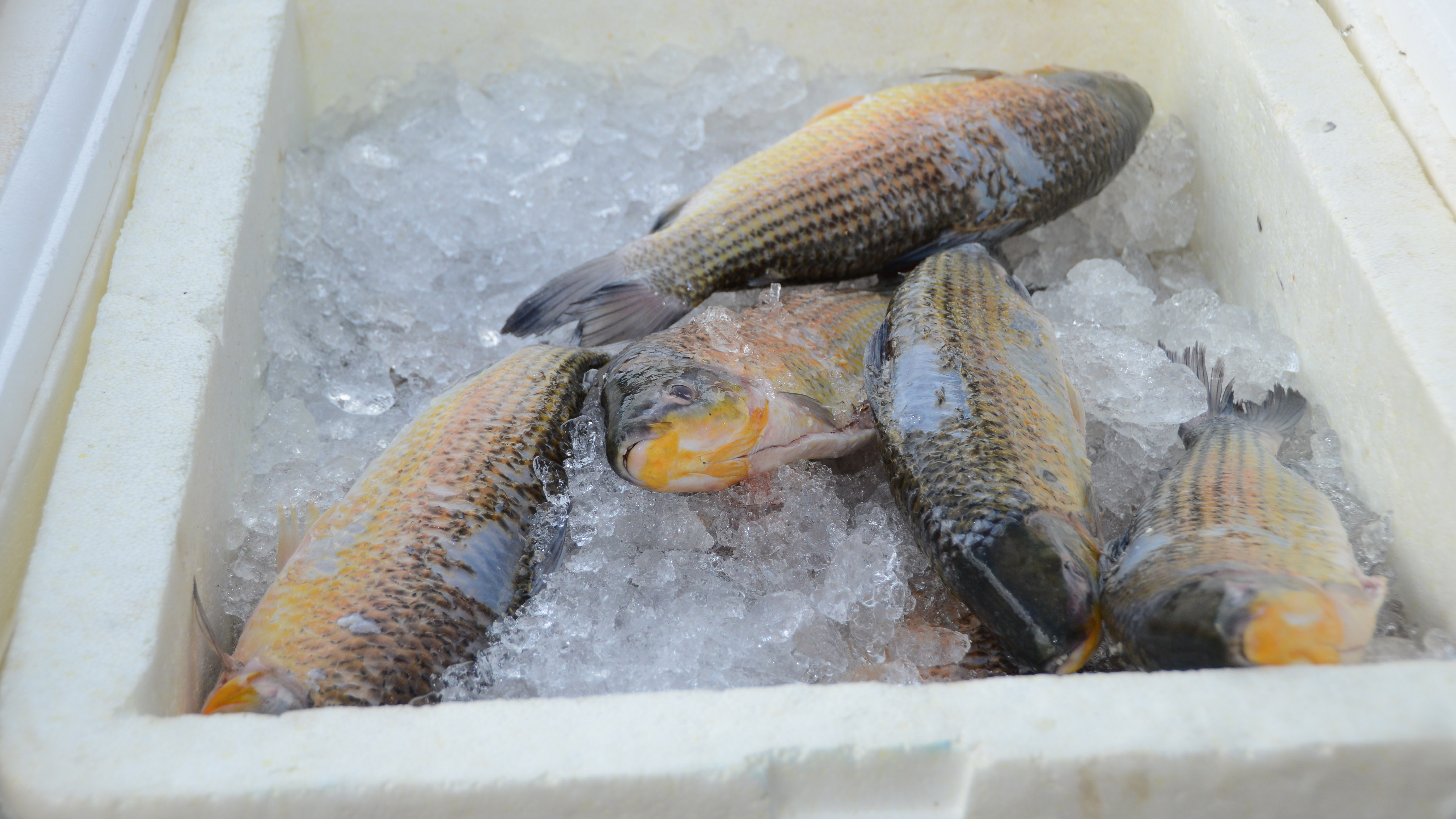 Feiras de Palmas comercializam mais de 278 mil quilos de pescado na Semana Santa