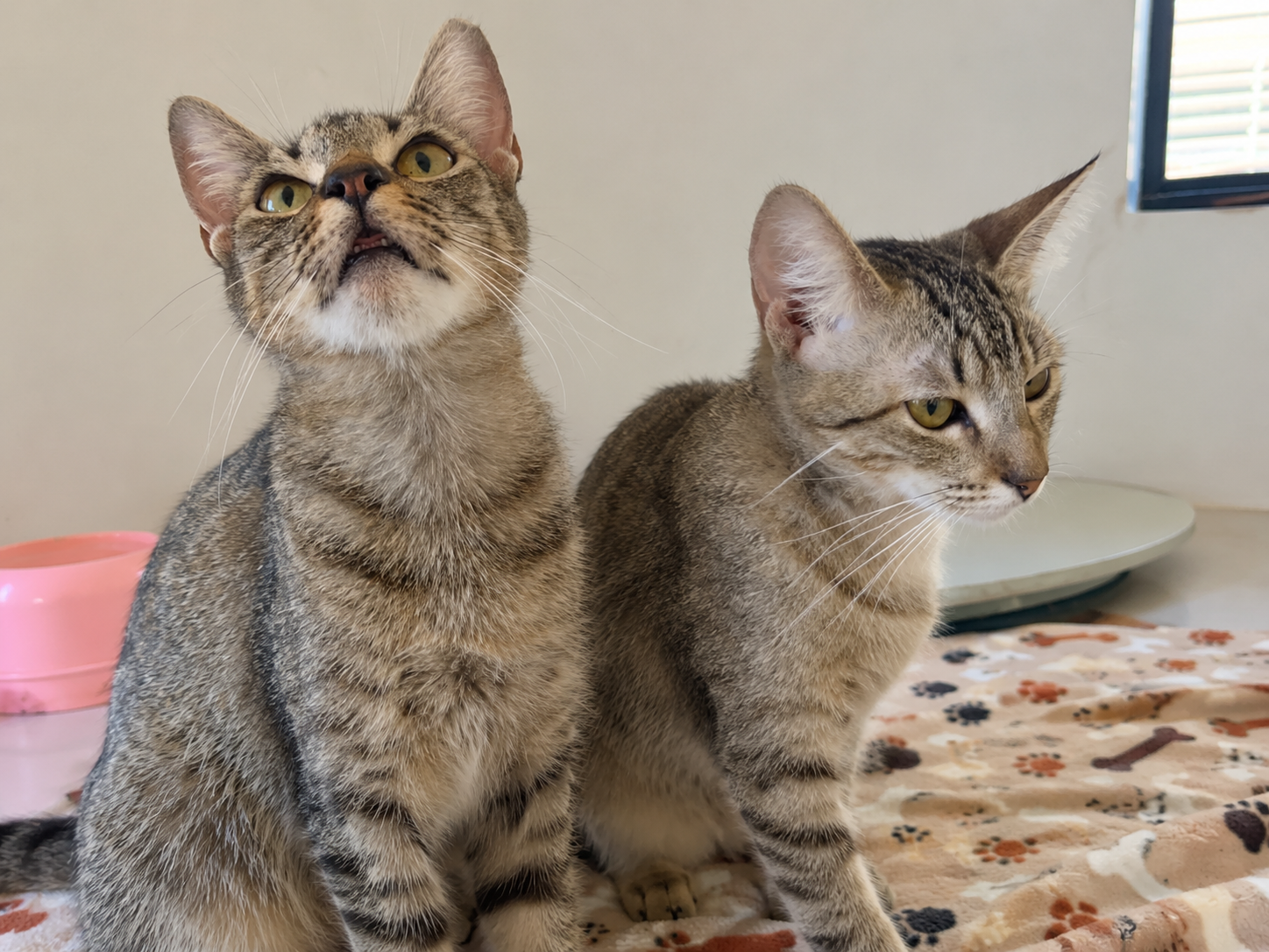 Após resgate de maus-tratos, gatinhos de seis meses seguem à espera de adoção em Palmas
