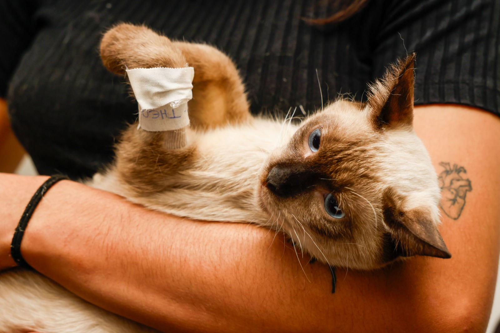 Castração contribui para a saúde dos animais e o controle populacional em Palmas