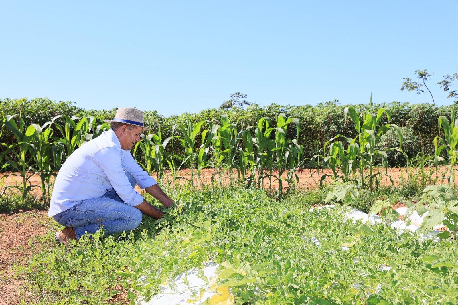 Prefeitura de Palmas finaliza preparativos da Fazendinha Agrícola