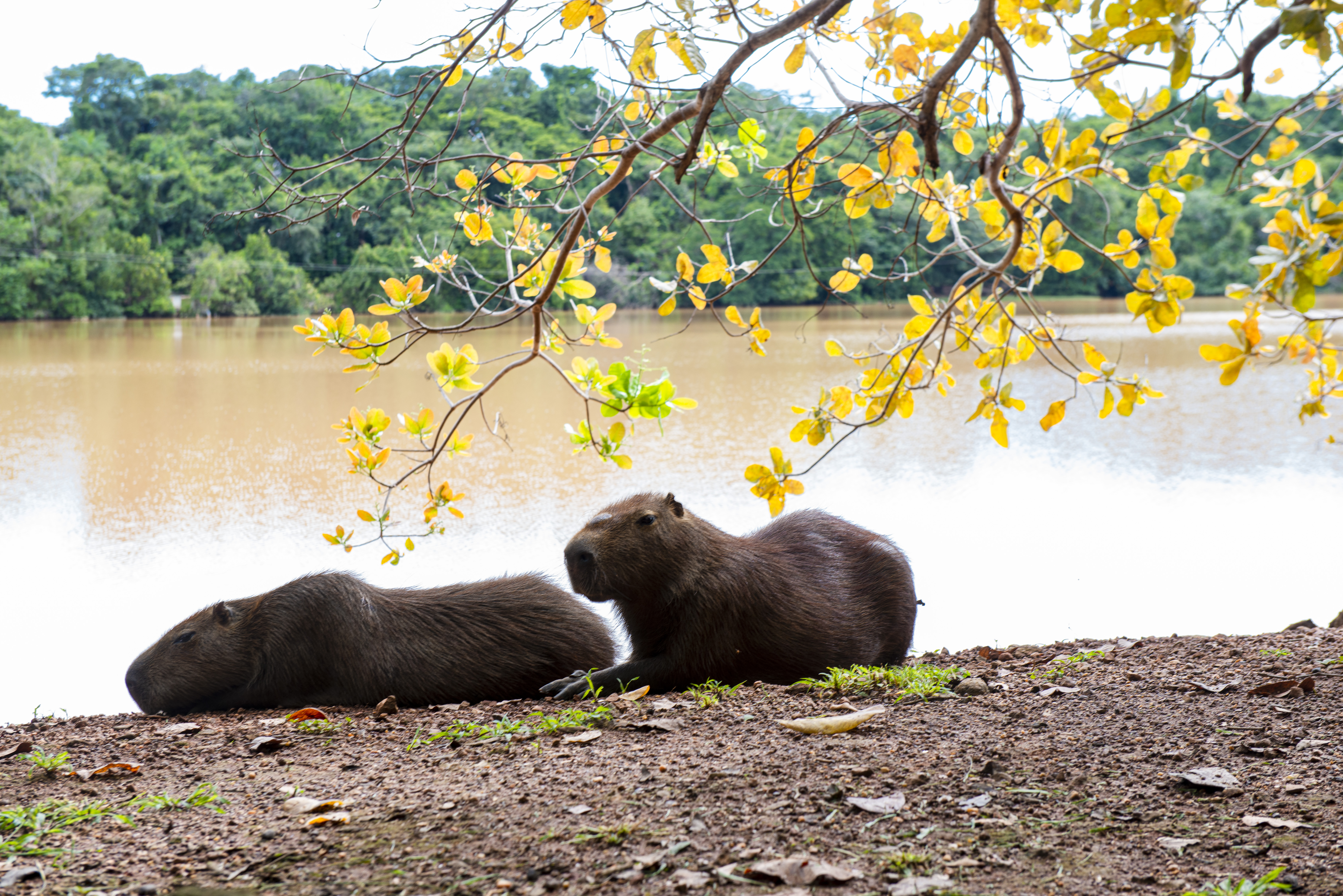 Prefeitura reúne ações de proteção animal e educação ambiental em programação nesta semana