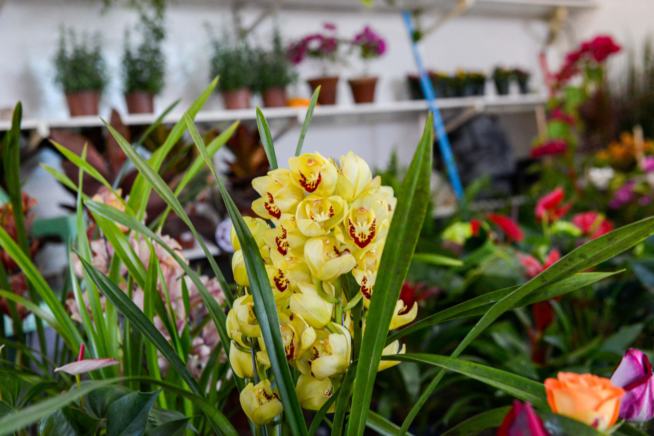 Feira Jardim Encantado movimenta Taquaruçu a partir desta sexta-feira, 3